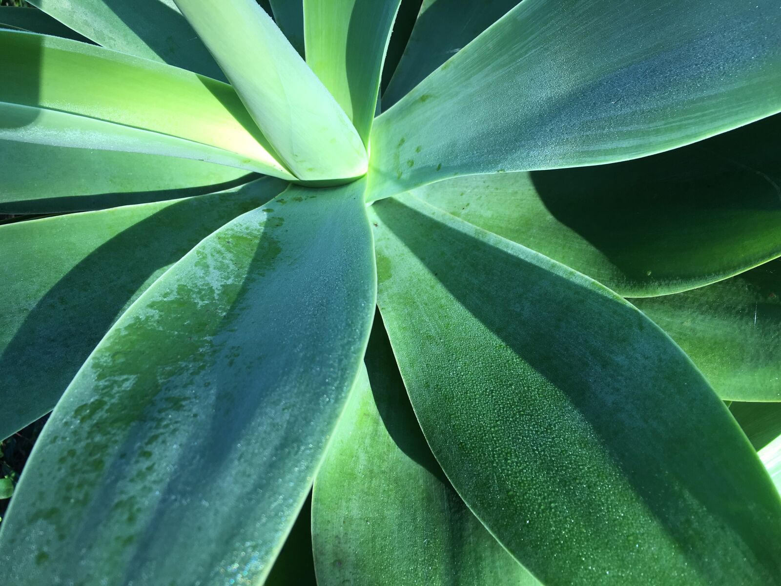 Apple iPhone 6s Plus sample photo. Agave, plant, green photography