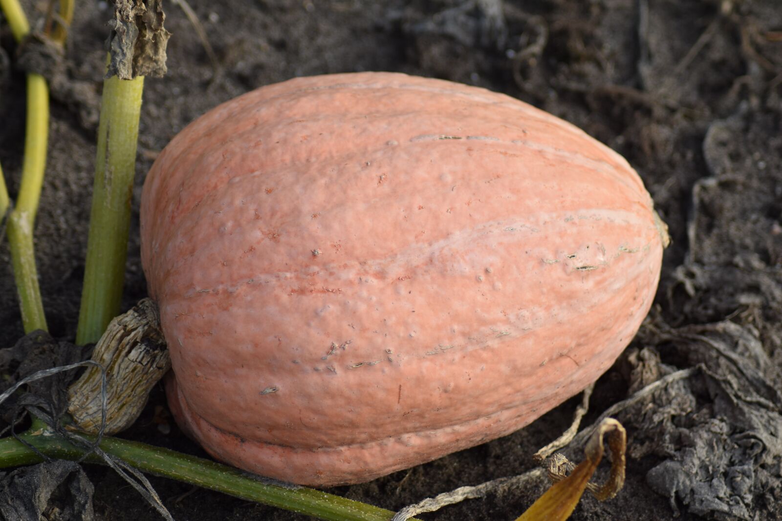Nikon D3500 sample photo. Pumpkin, pumpkins, orange photography