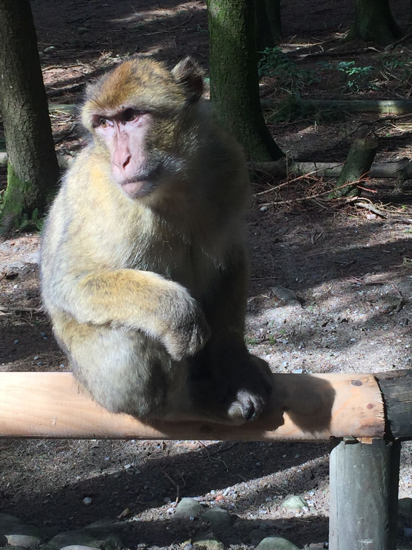 iPhone 6 back camera 4.15mm f/2.2 sample photo. Barbary ape, monkey, animal photography