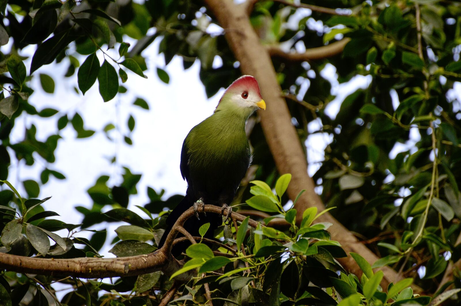 Nikon D7000 sample photo. Tauraco erythrolophus, rotschopfturako, bird photography