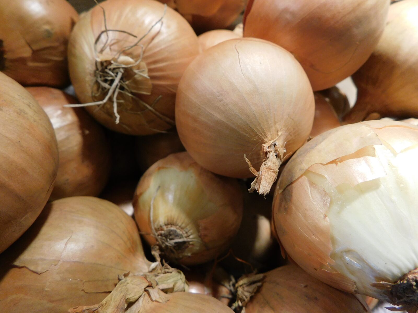 Nikon Coolpix B500 sample photo. Onions, kitchen, nutrition photography