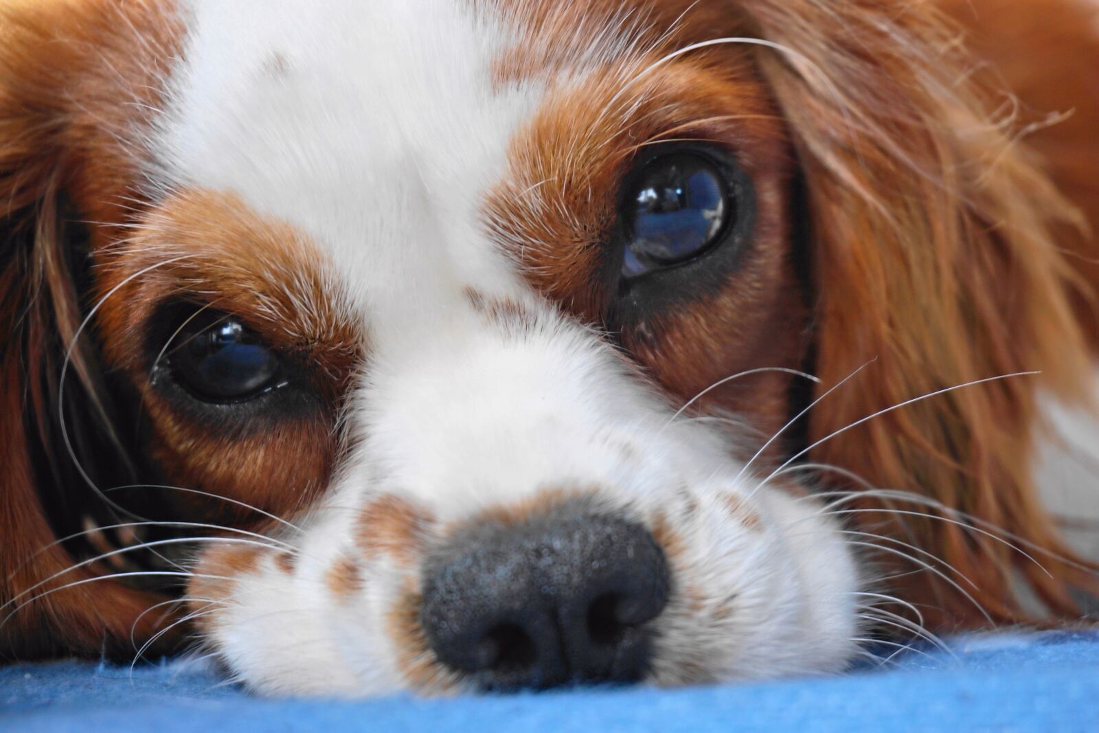 Sony E 16-50mm F3.5-5.6 PZ OSS sample photo. Dog, cavalier king charles photography