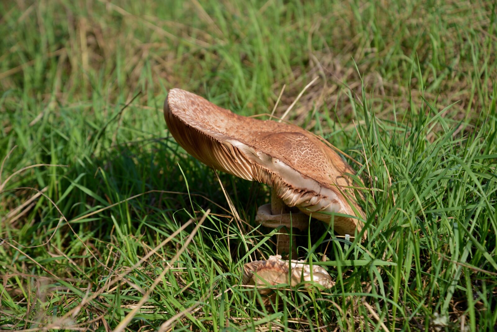 Nikon D600 sample photo. Mushroom, autumn, forest photography