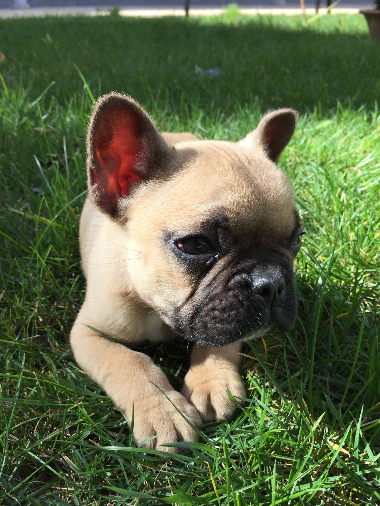 iPhone 6 back camera 4.15mm f/2.2 sample photo. Animal, baby, baby, dog photography