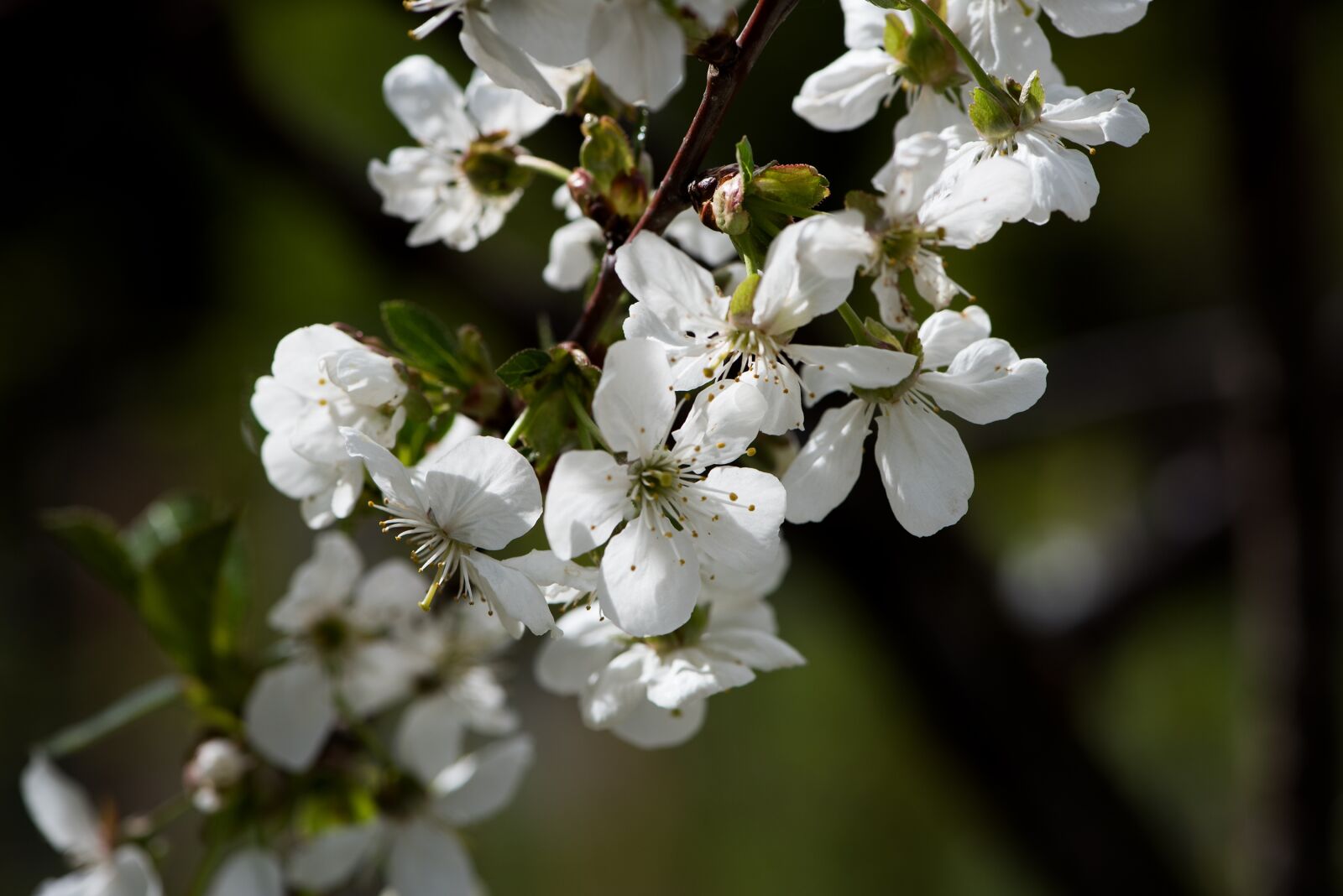 Nikon D750 sample photo. Flowers, white, branch photography