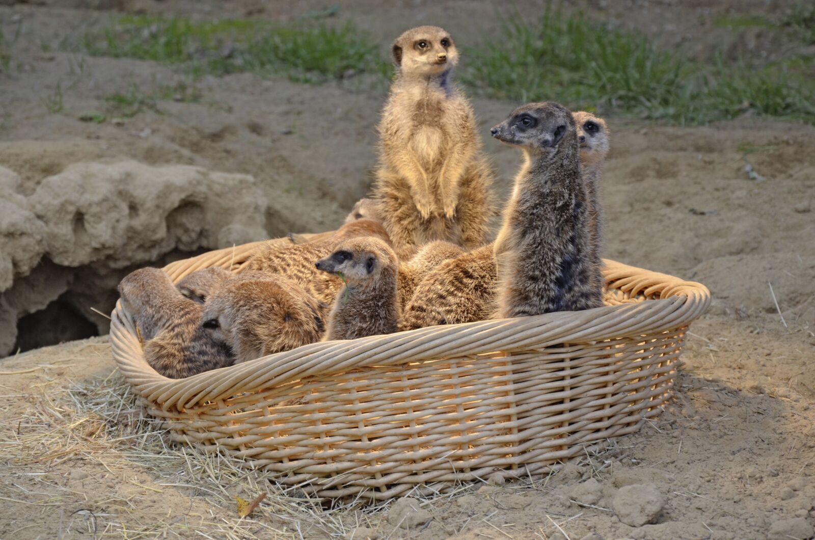 Nikon D5100 sample photo. Meerkat, mongoose, funny photography