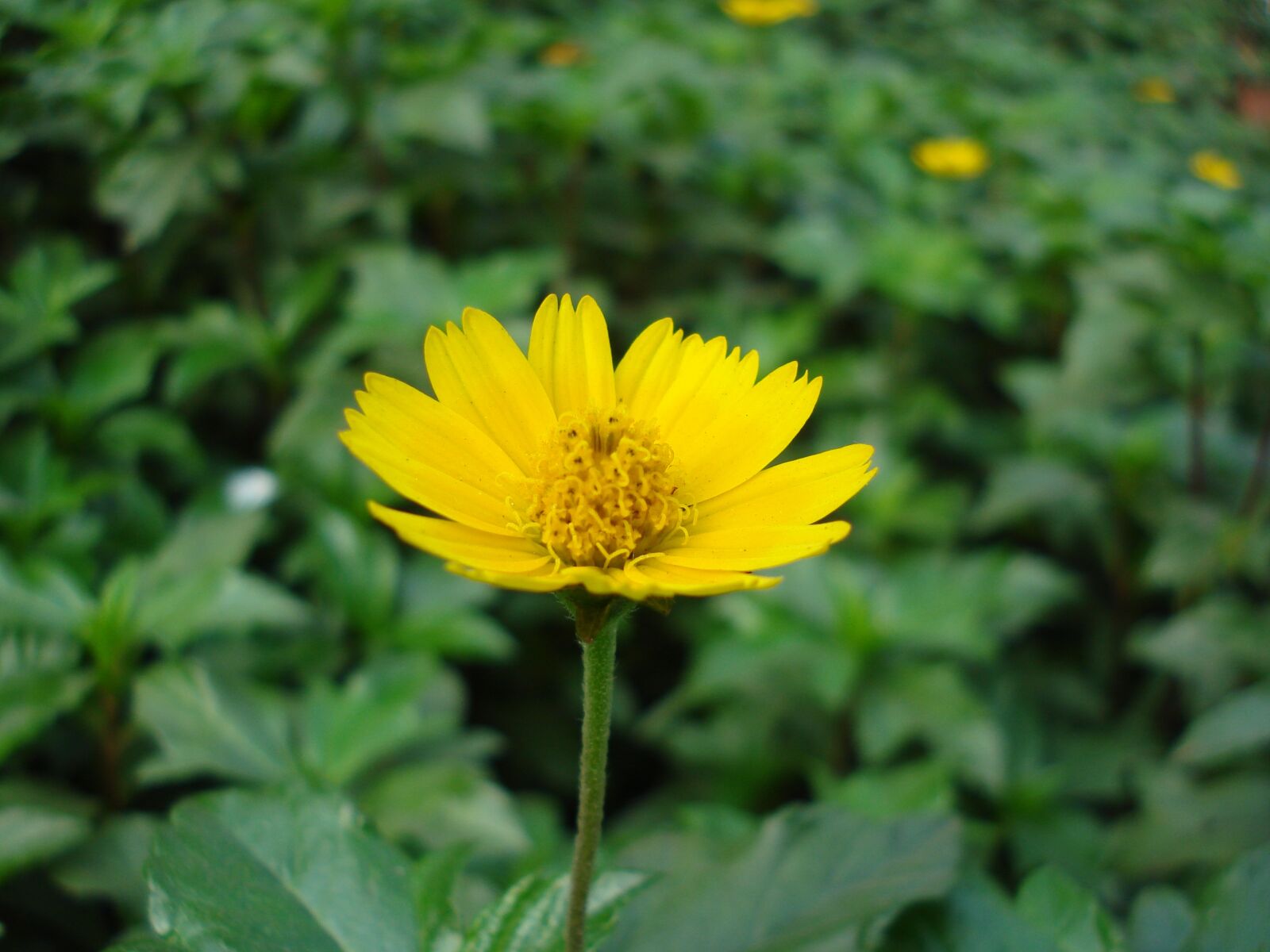 Sony DSC-W55 sample photo. Calendula, flower, nature photography