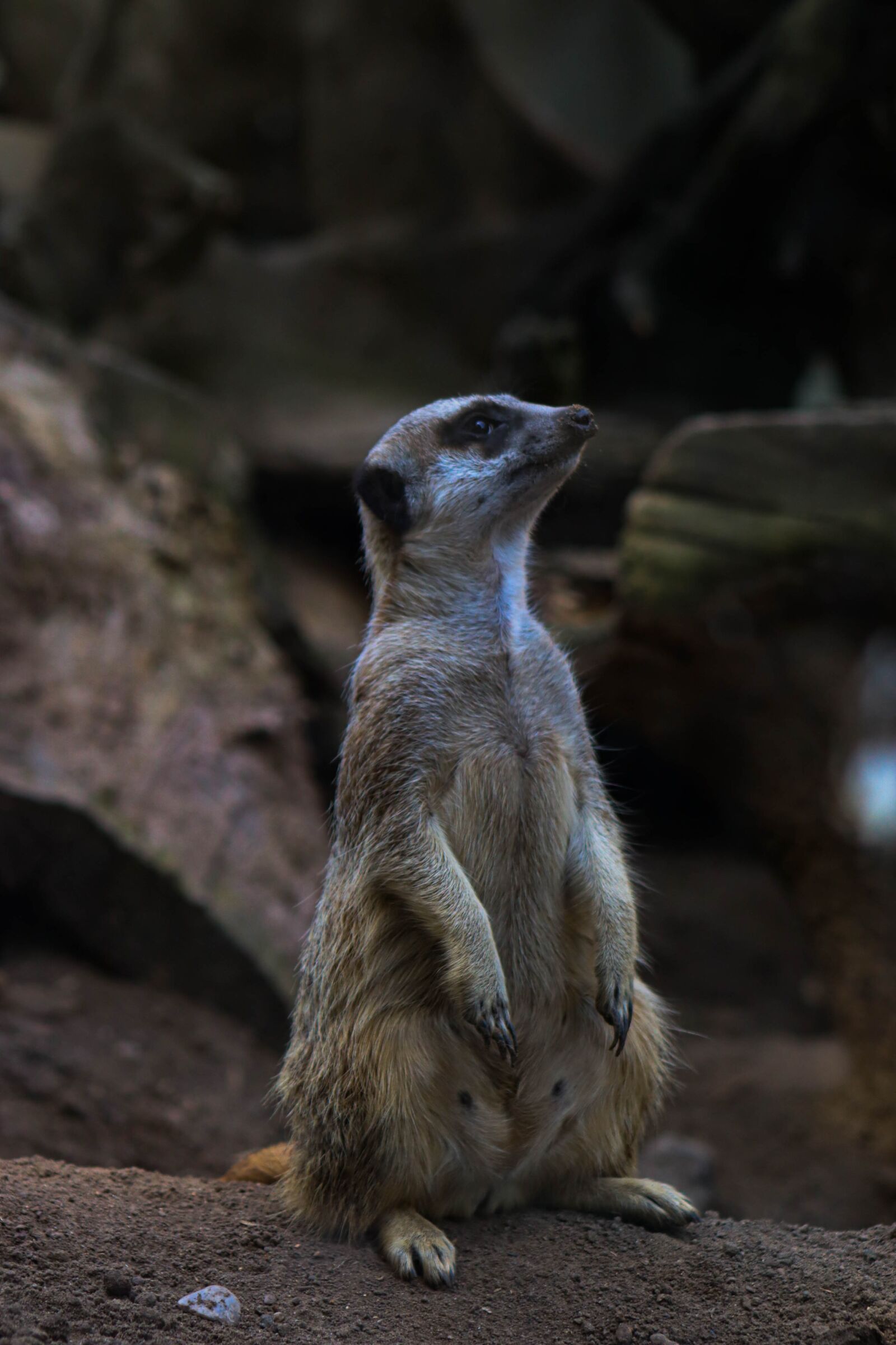 Canon EOS 250D (EOS Rebel SL3 / EOS Kiss X10 / EOS 200D II) sample photo. Meerkat, mammal, zoo photography