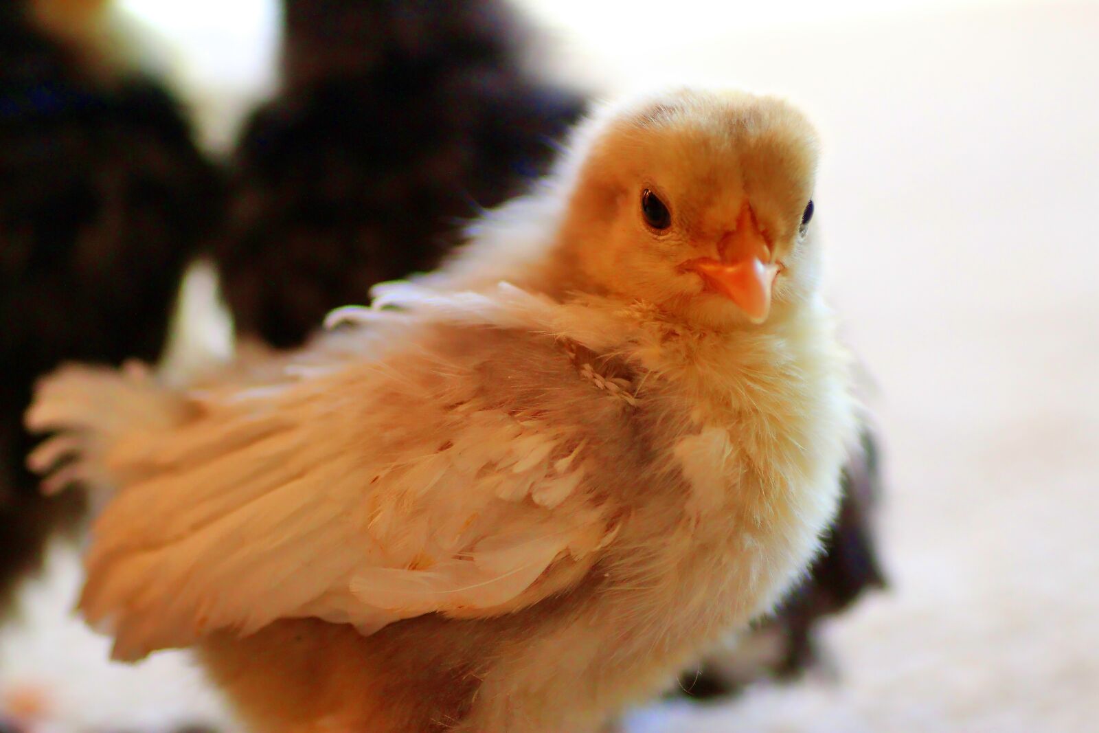 Tamron SP 90mm F2.8 Di VC USD 1:1 Macro sample photo. Chicks, easter chick, easter photography