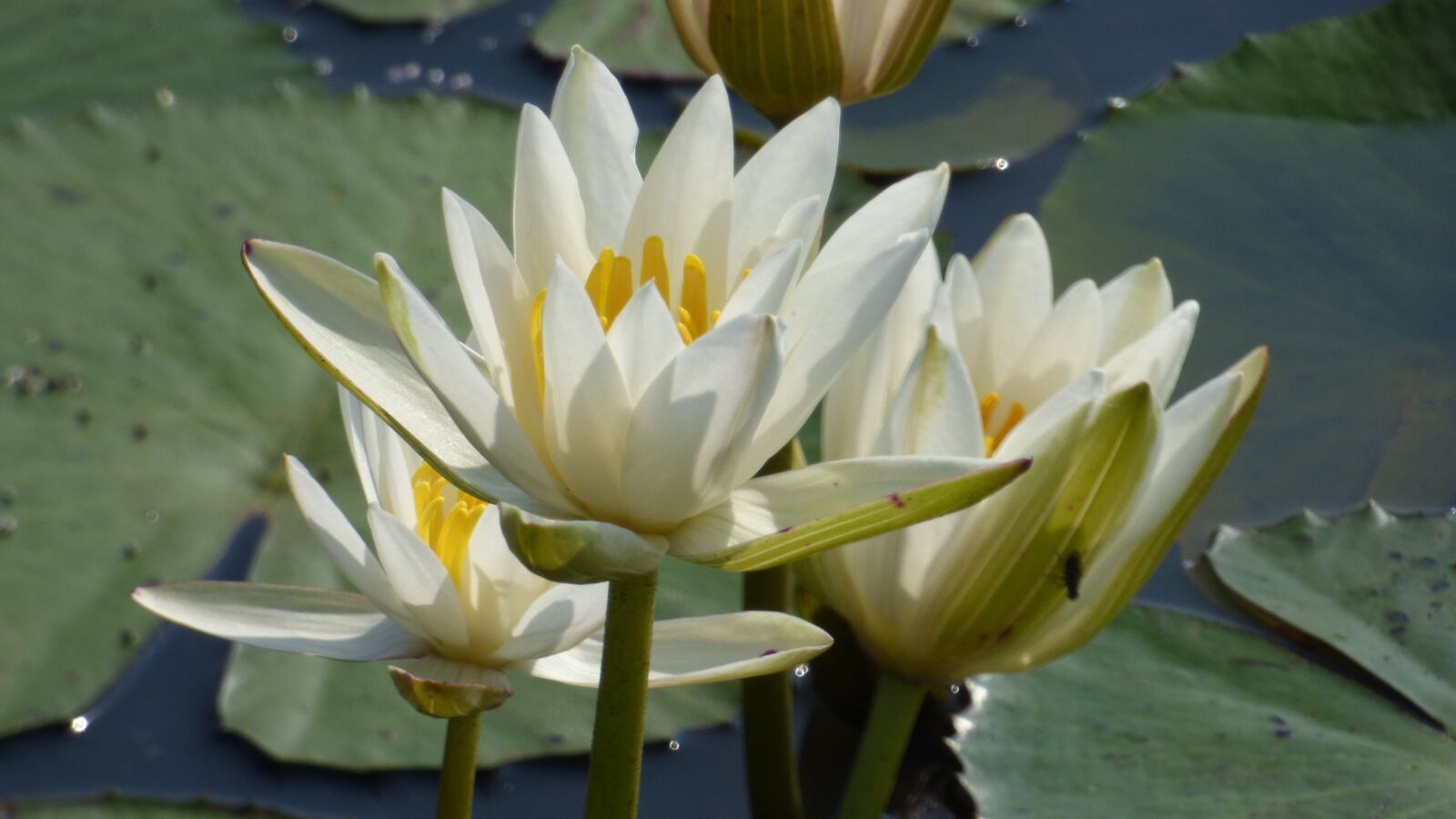 Panasonic DMC-FZ72 sample photo. Lotus, pond, flower photography
