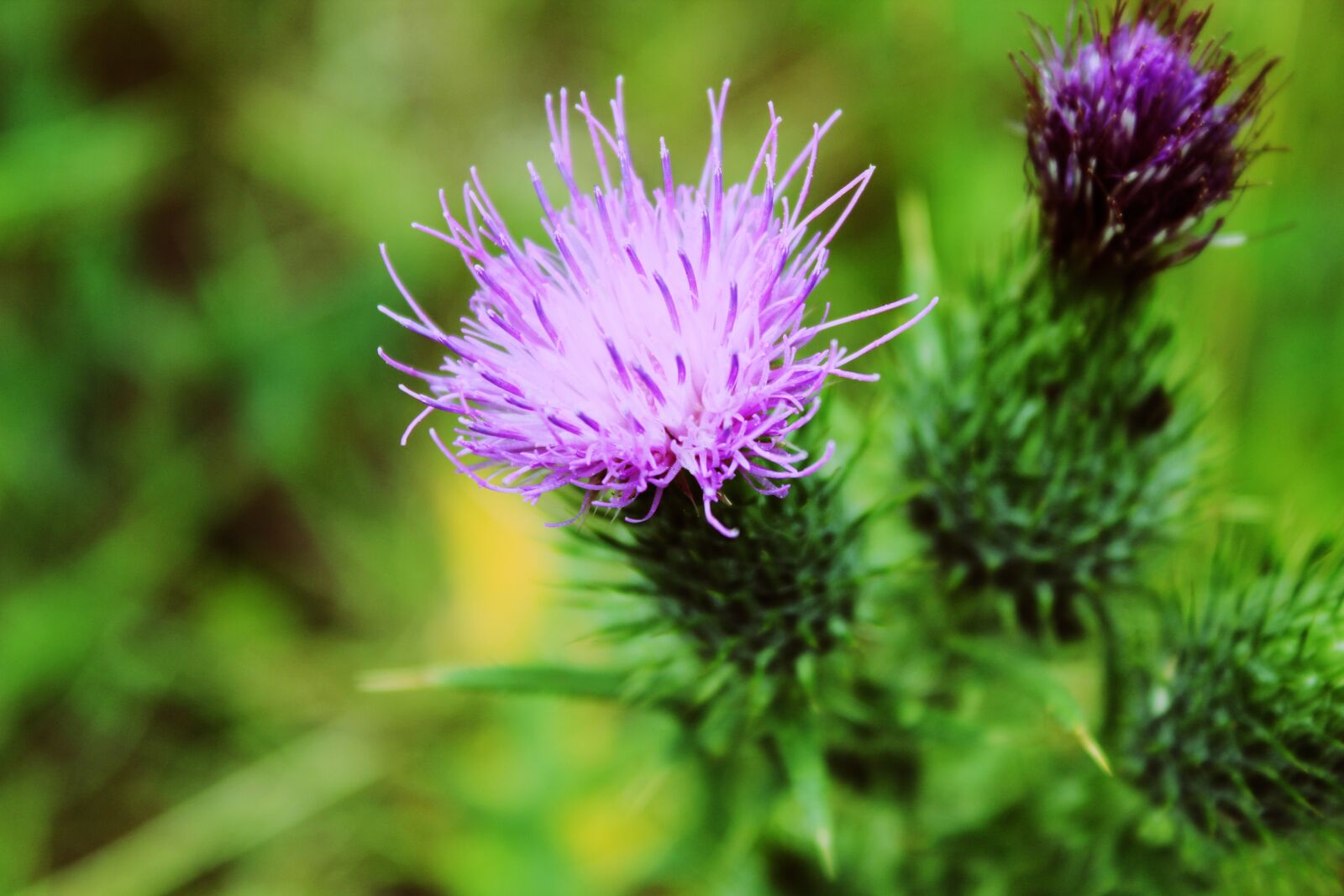 Canon EOS 550D (EOS Rebel T2i / EOS Kiss X4) sample photo. Botany, flower, flowers, gardening photography
