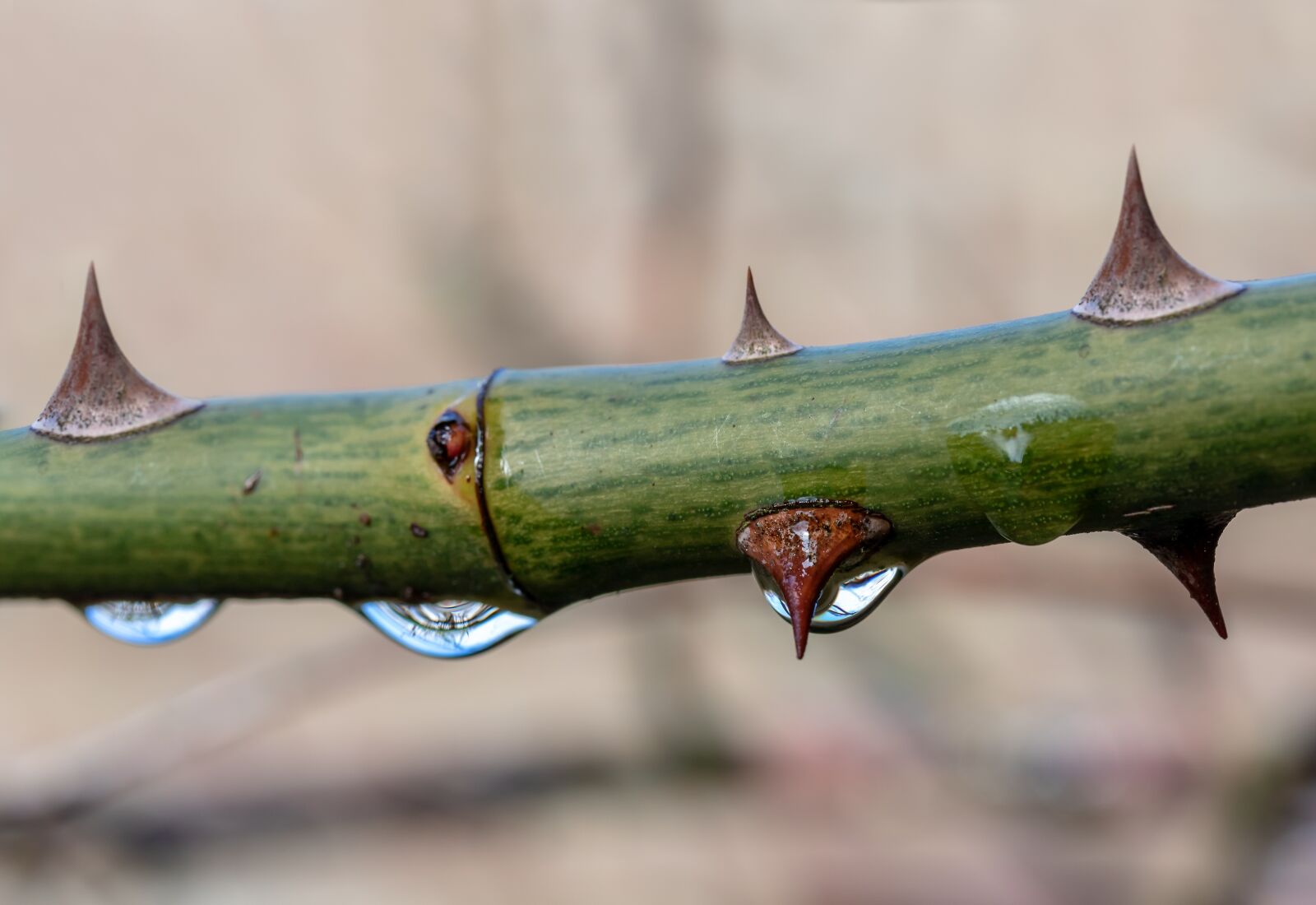 Canon EOS 750D (EOS Rebel T6i / EOS Kiss X8i) sample photo. Thorns, drop of water photography