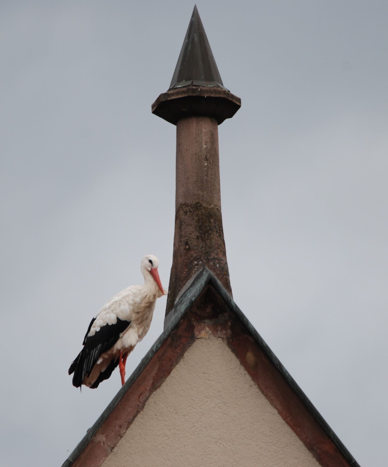 Nikon D80 sample photo. Bird, stork, roof photography