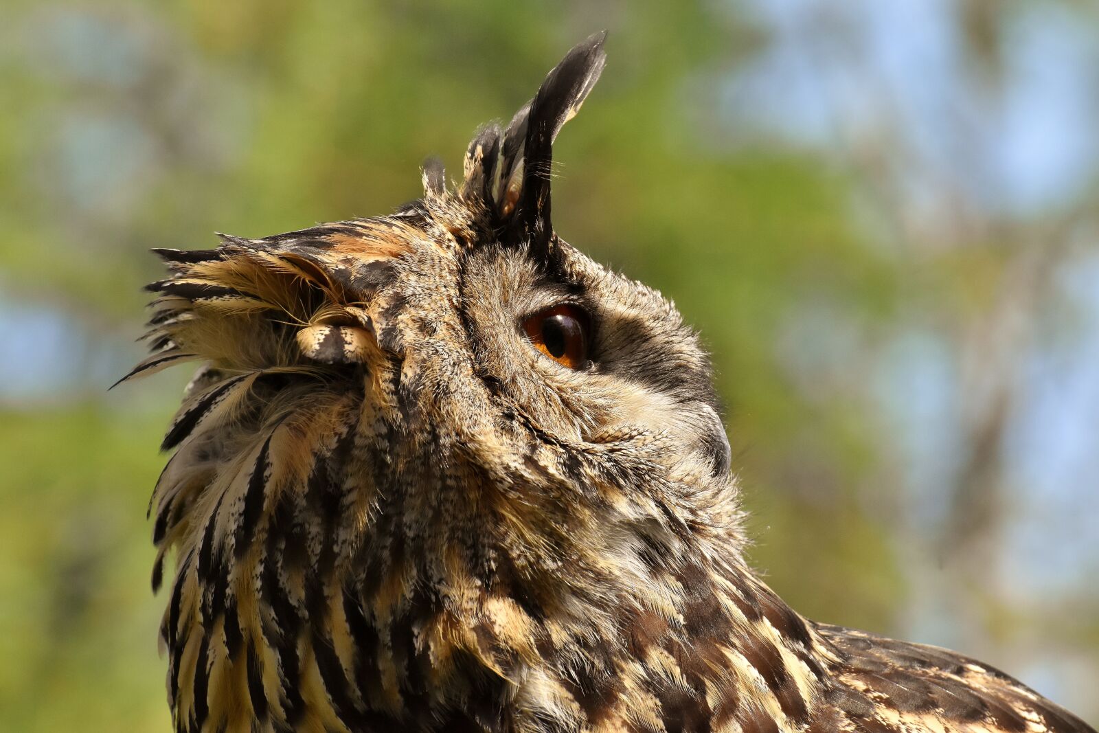 Nikon D7200 sample photo. Owl, bird, feather photography