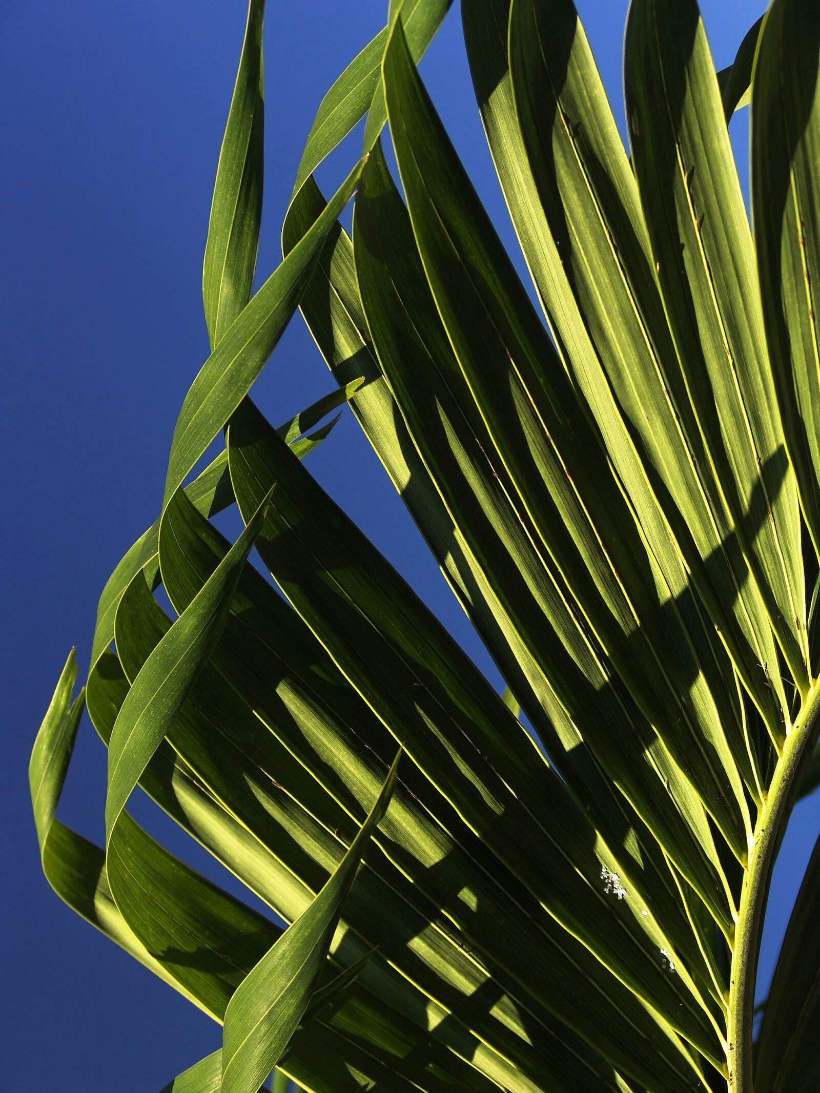 Sony DSC-F828 sample photo. Palm, leaves, young palm photography