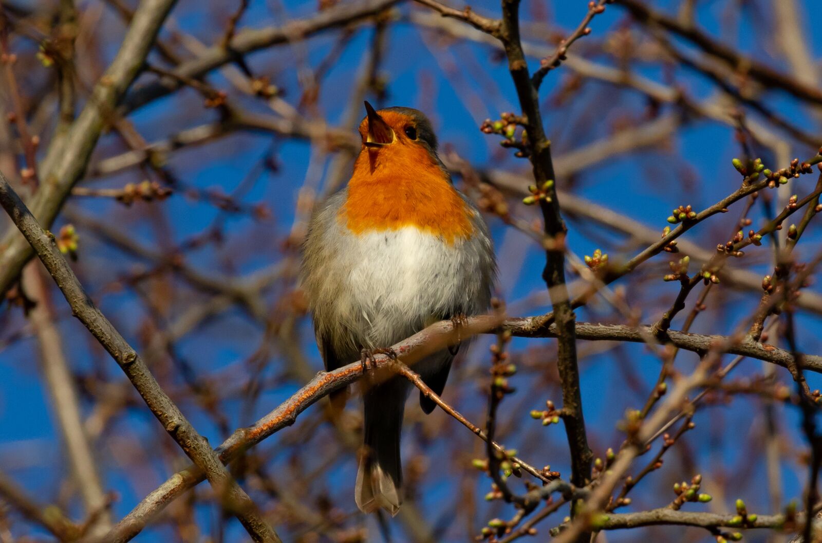 Canon EOS 7D Mark II sample photo. Robin redbreast in tree photography