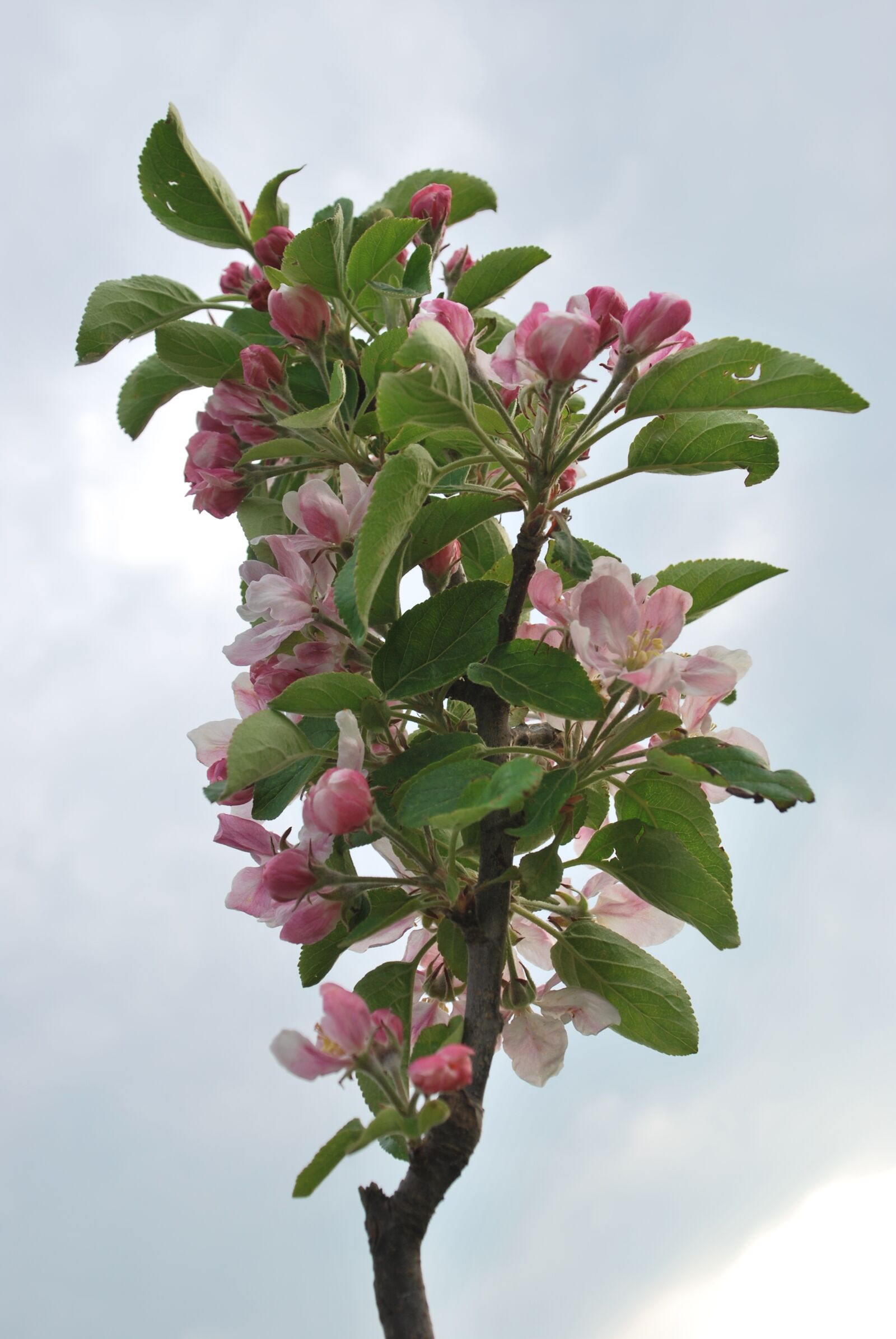 Nikon D60 sample photo. Nature, cherry blossom, lower photography