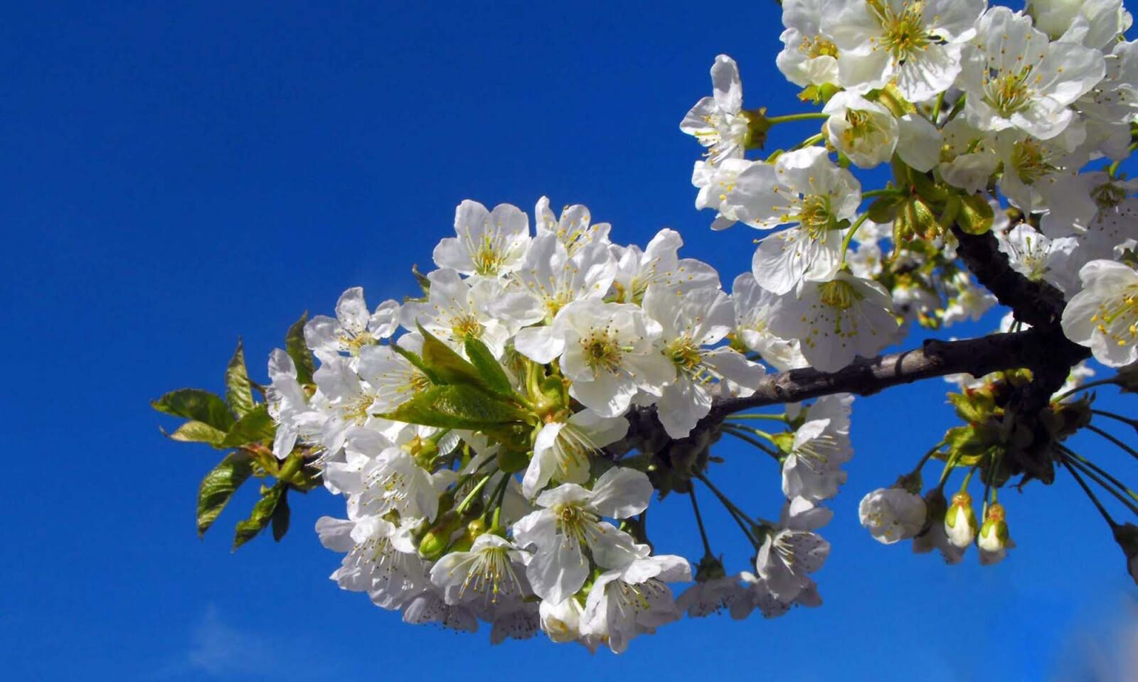 Fujifilm FinePix S1000fd sample photo. Apricot, tree, flowers photography