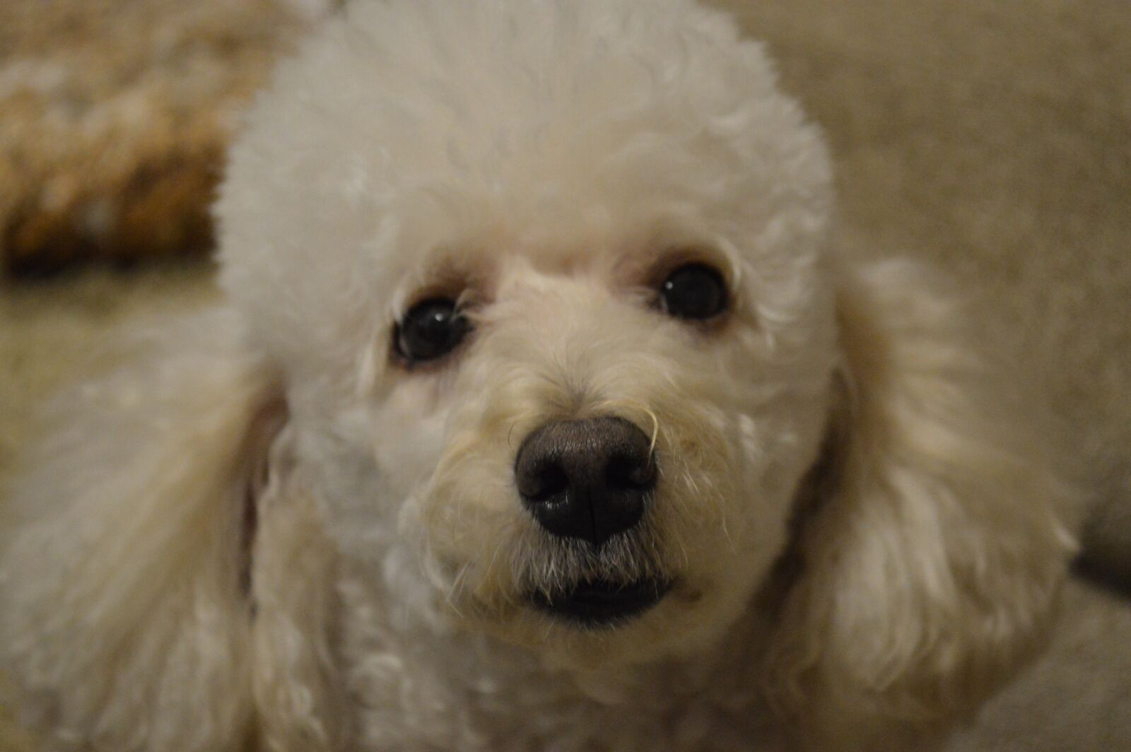 Nikon D3200 sample photo. Poodle, dog, animal photography