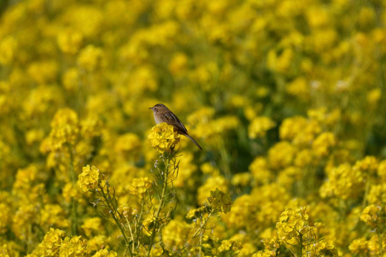 Nikon D500 sample photo. Flowers, field, natural photography