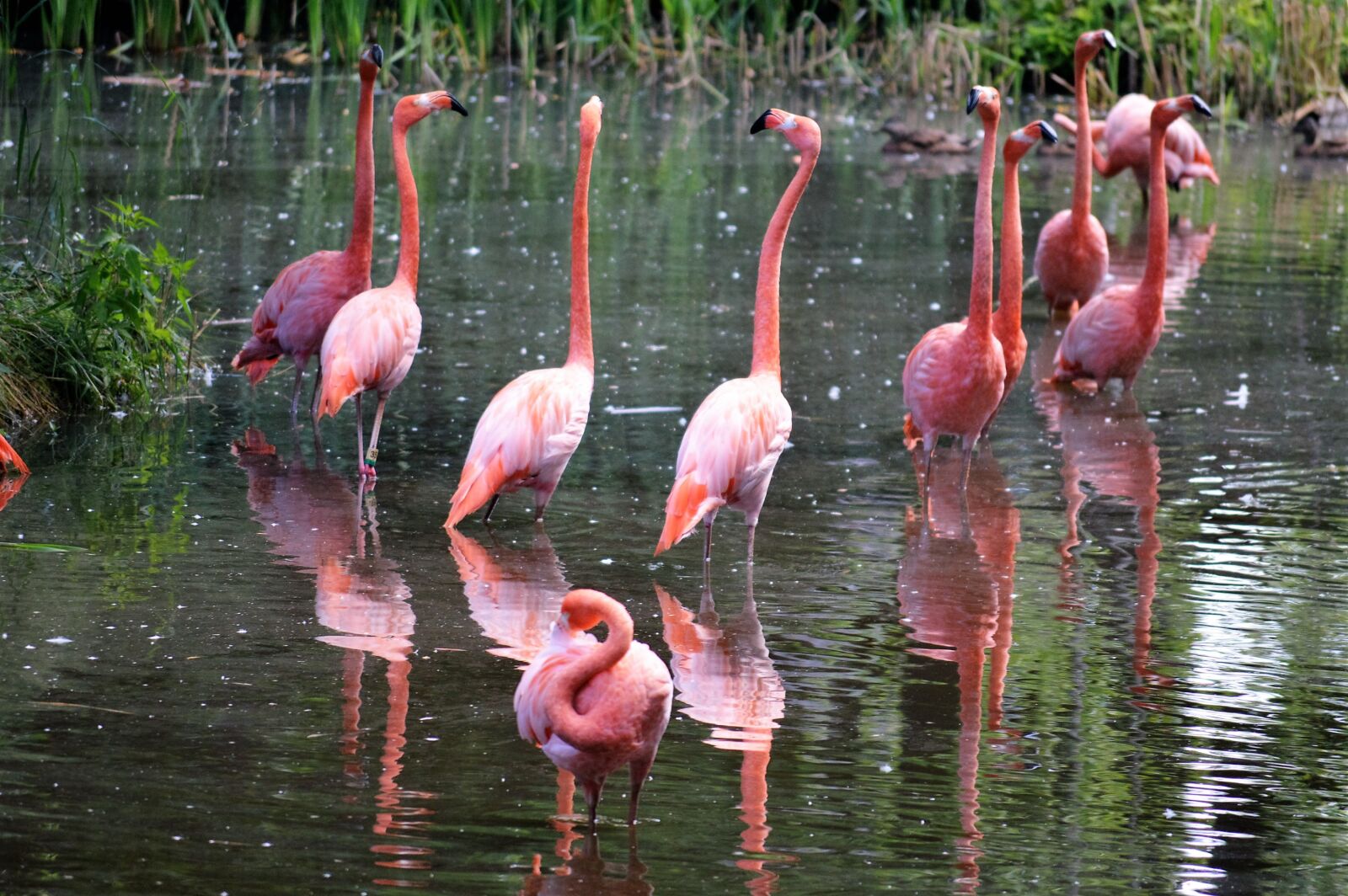 Nikon D3200 sample photo. Water, flamingo, pink photography