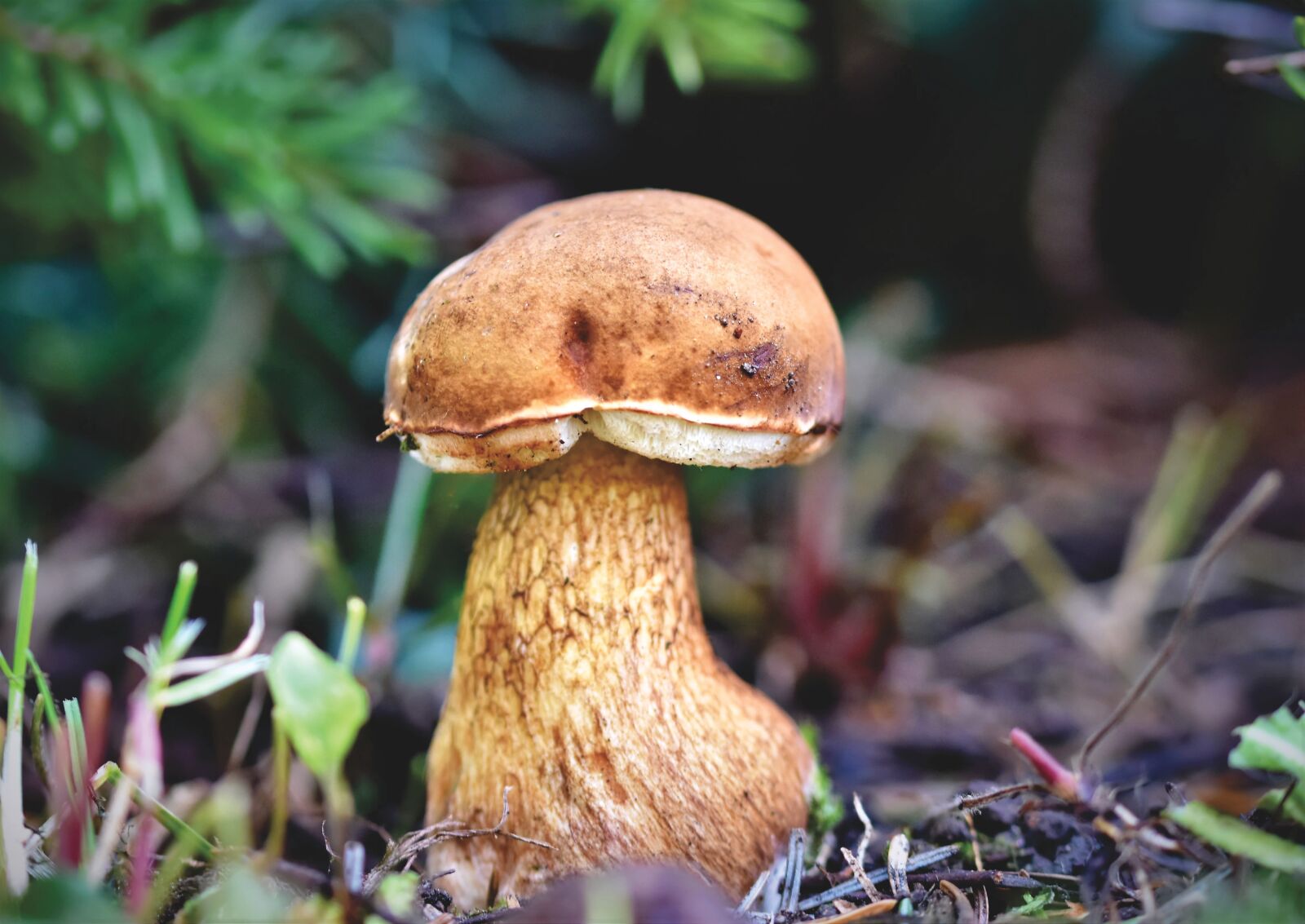 Nikon D7200 sample photo. Cep, mushroom, herrenpilz photography