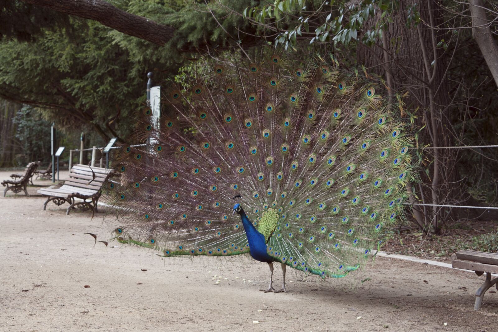 Canon EOS 350D (EOS Digital Rebel XT / EOS Kiss Digital N) sample photo. Peacock, ave, fauna photography