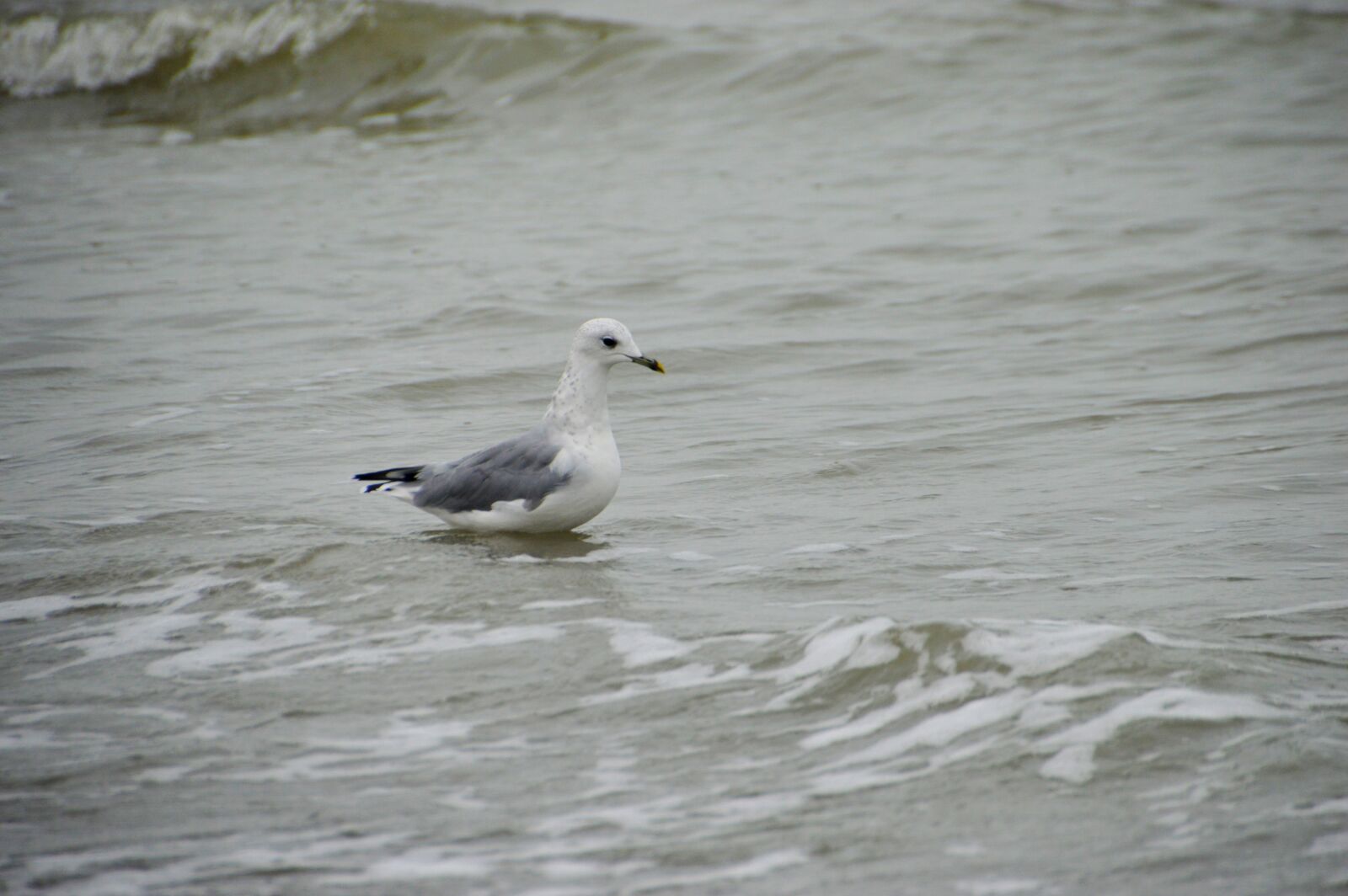 Nikon D3200 sample photo. Sea, beach, stella beach photography