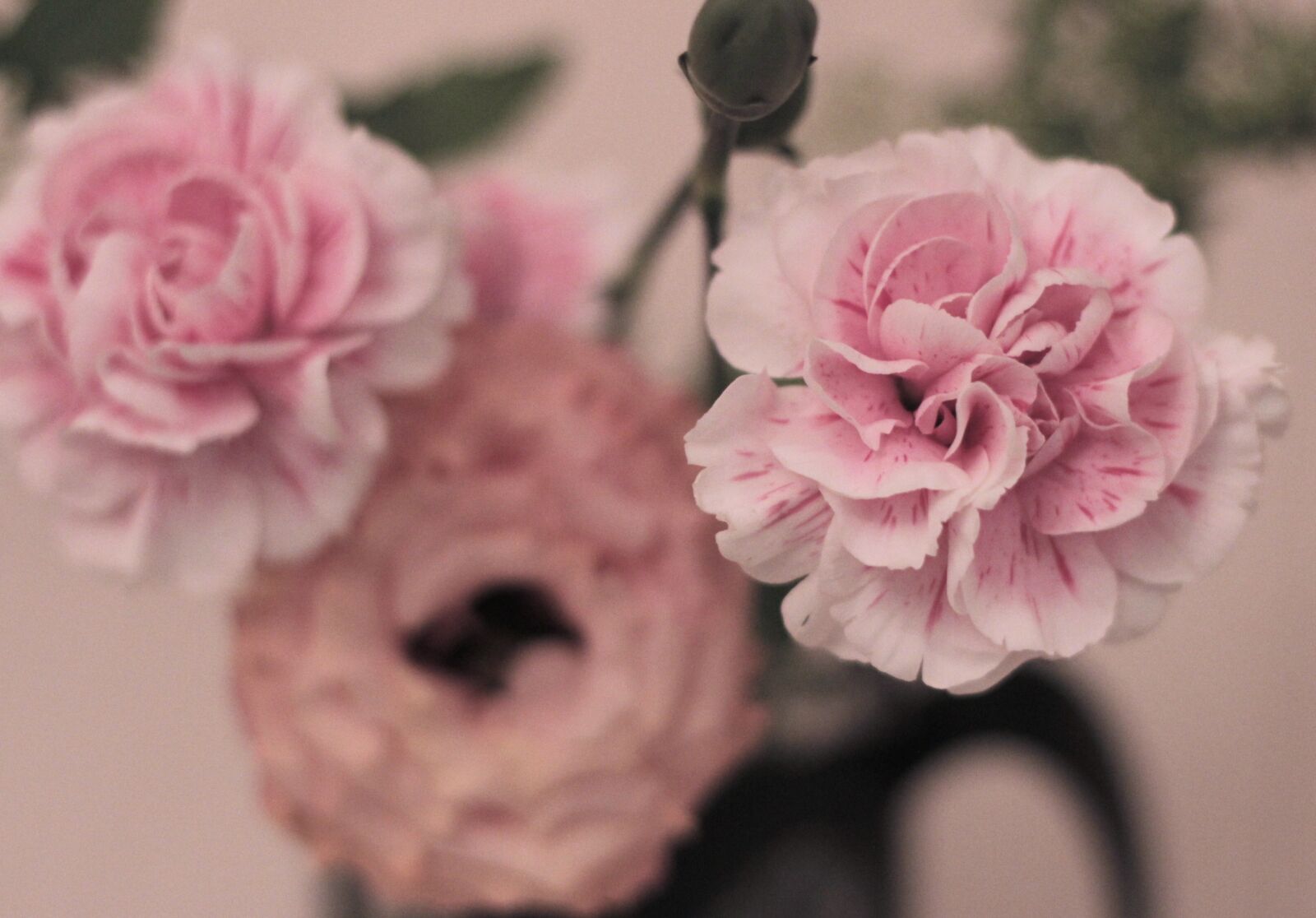 Canon EOS 550D (EOS Rebel T2i / EOS Kiss X4) sample photo. Flowers, plant, rose photography
