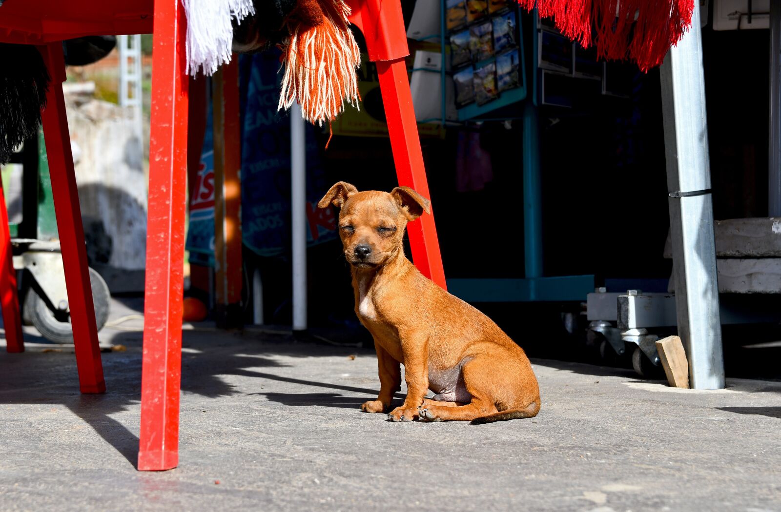 Nikon D7500 sample photo. Dog, puppy, small photography