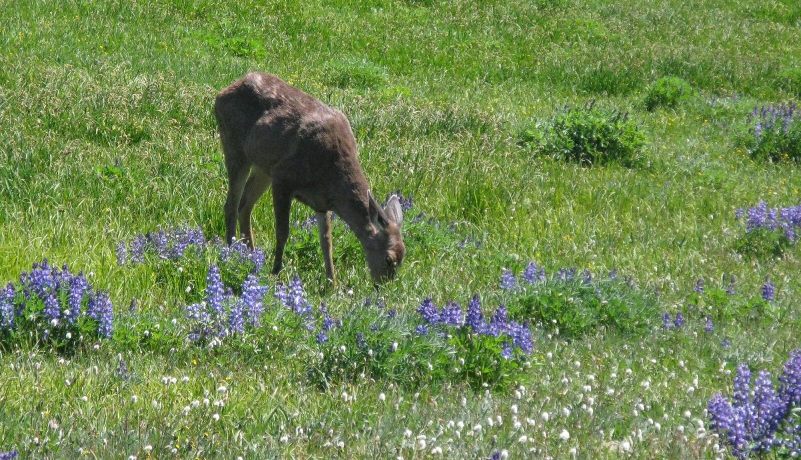 Canon POWERSHOT A720 IS sample photo. Blacktail deer, meadow, wildlife photography