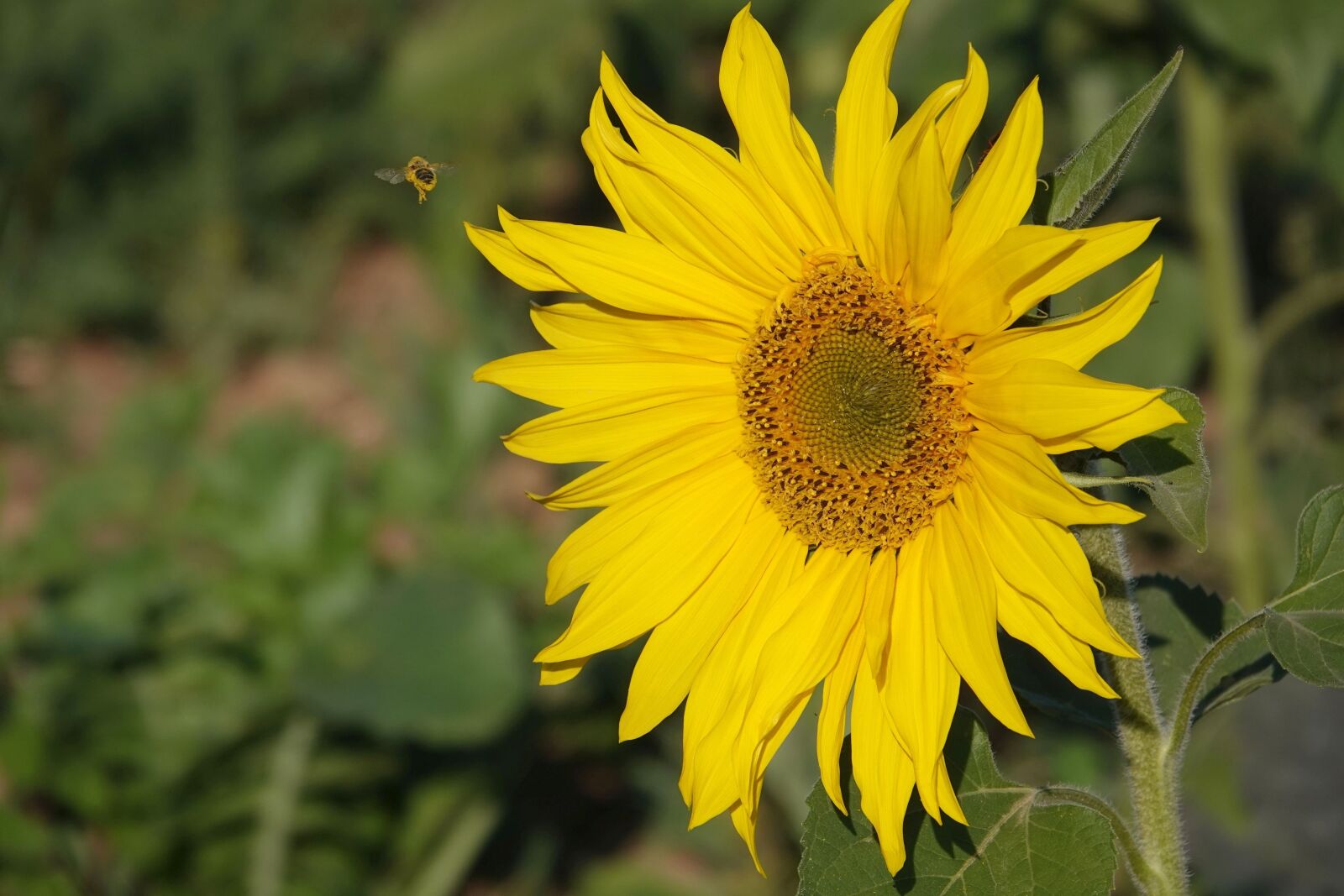 Sony Cyber-shot DSC-RX10 IV sample photo. Sunflower in october, autumn photography