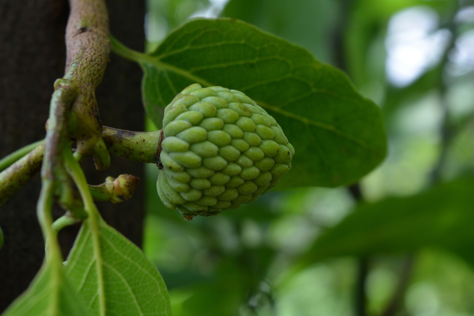 Nikon D5200 sample photo. Cherimoya fruit, fresh, healthy photography
