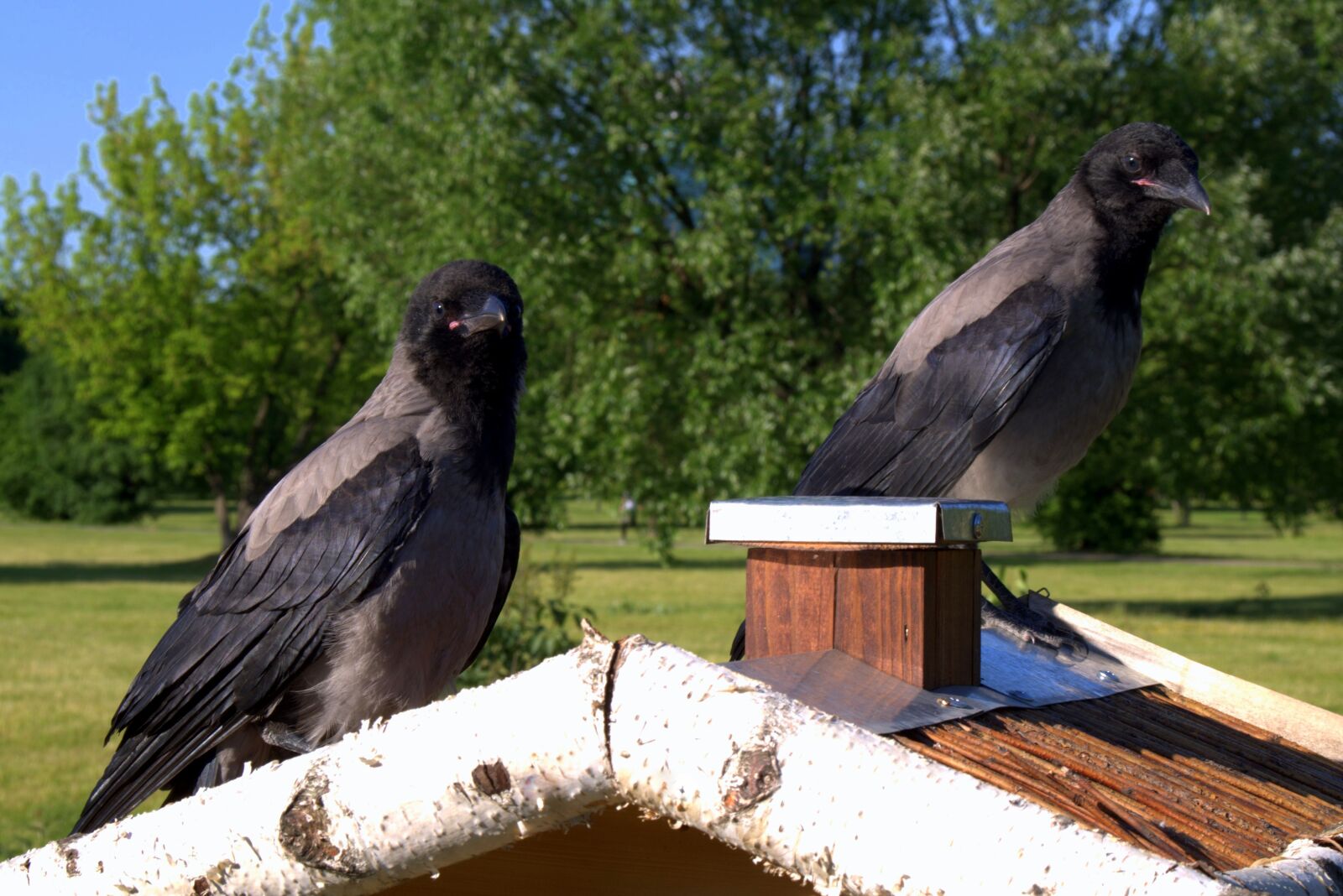 Pentax K-S2 sample photo. Crow, crows, bird photography