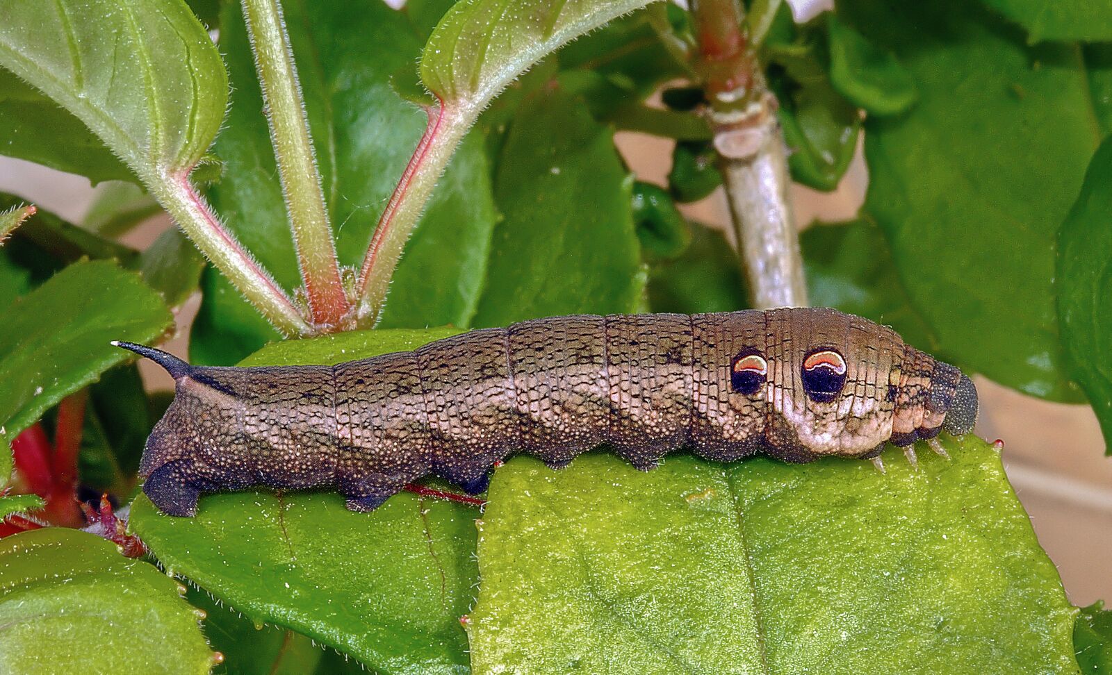 Canon EOS 350D (EOS Digital Rebel XT / EOS Kiss Digital N) sample photo. Caterpillar, larva, moth photography