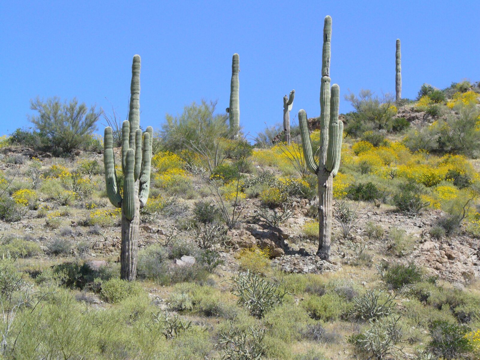 Panasonic DMC-LZ3 sample photo. Arizona, desert, cactus photography