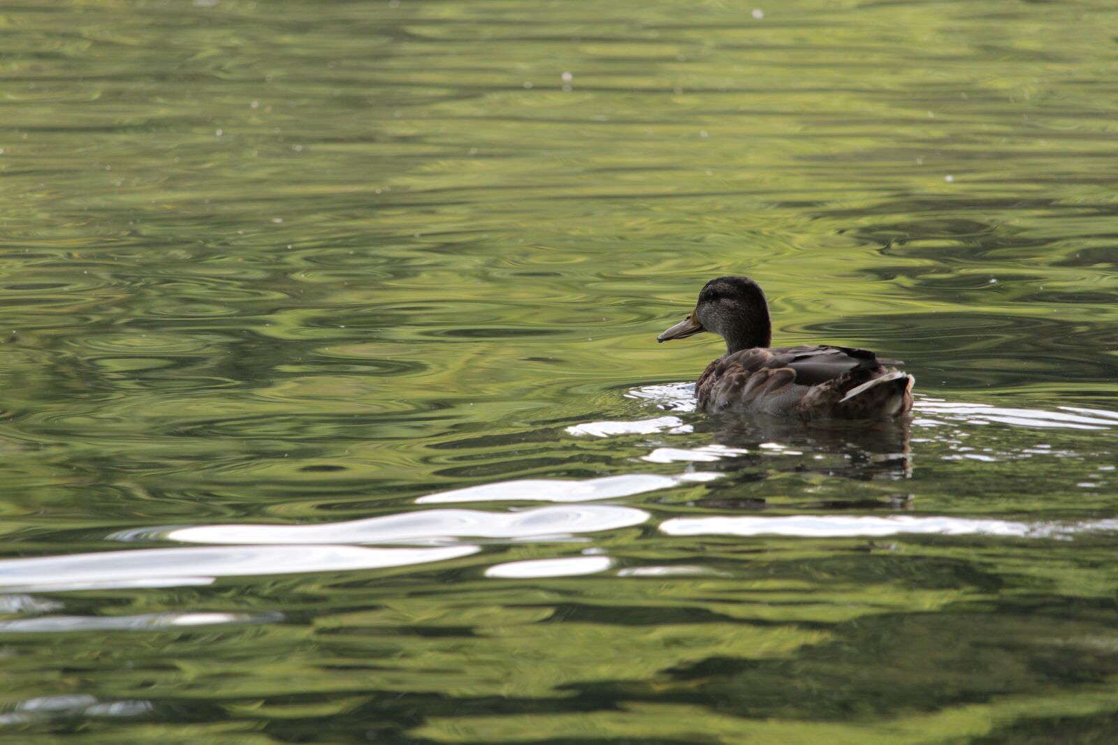 Canon EOS 1300D (EOS Rebel T6 / EOS Kiss X80) + Canon EF-S 55-250mm F4-5.6 IS STM sample photo. Mallard, duck, lake photography