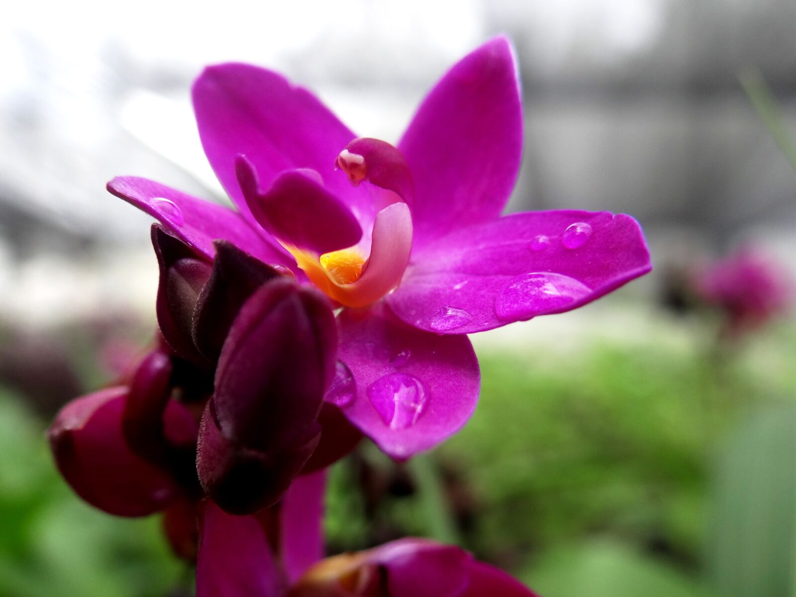Sony DSC-HX200V sample photo. Pink, plant, flower photography