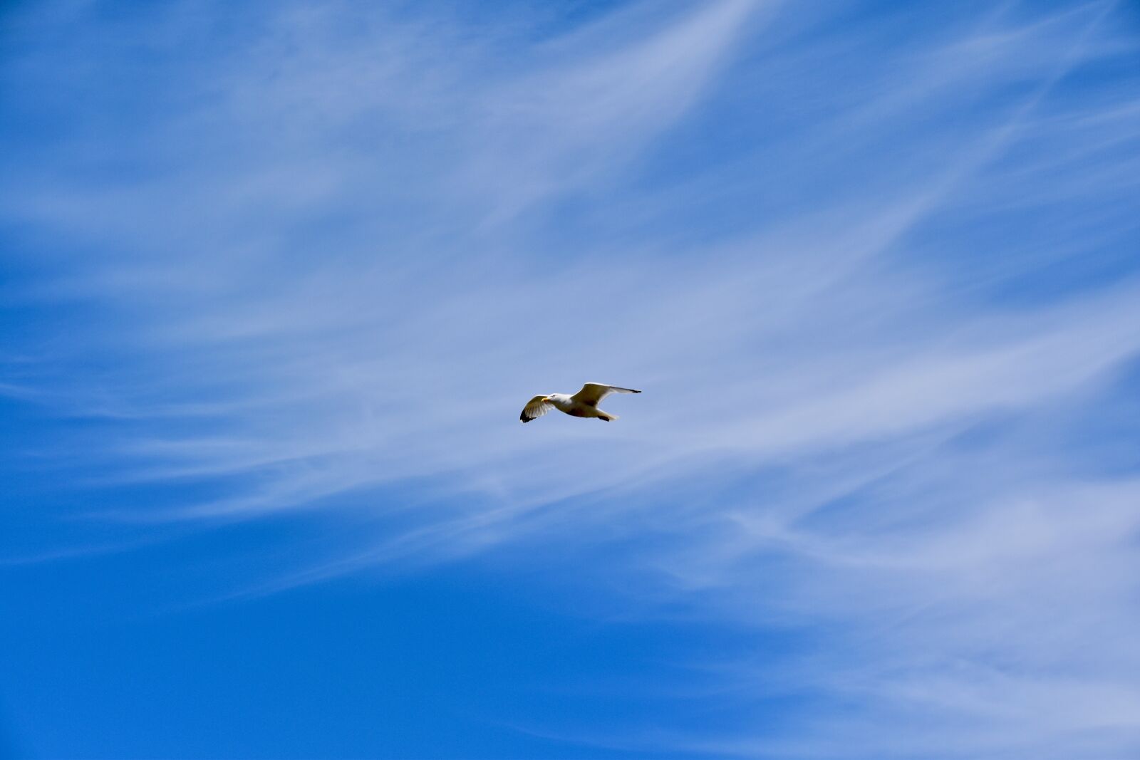 Nikon D5600 sample photo. Sky, blue sky, white photography