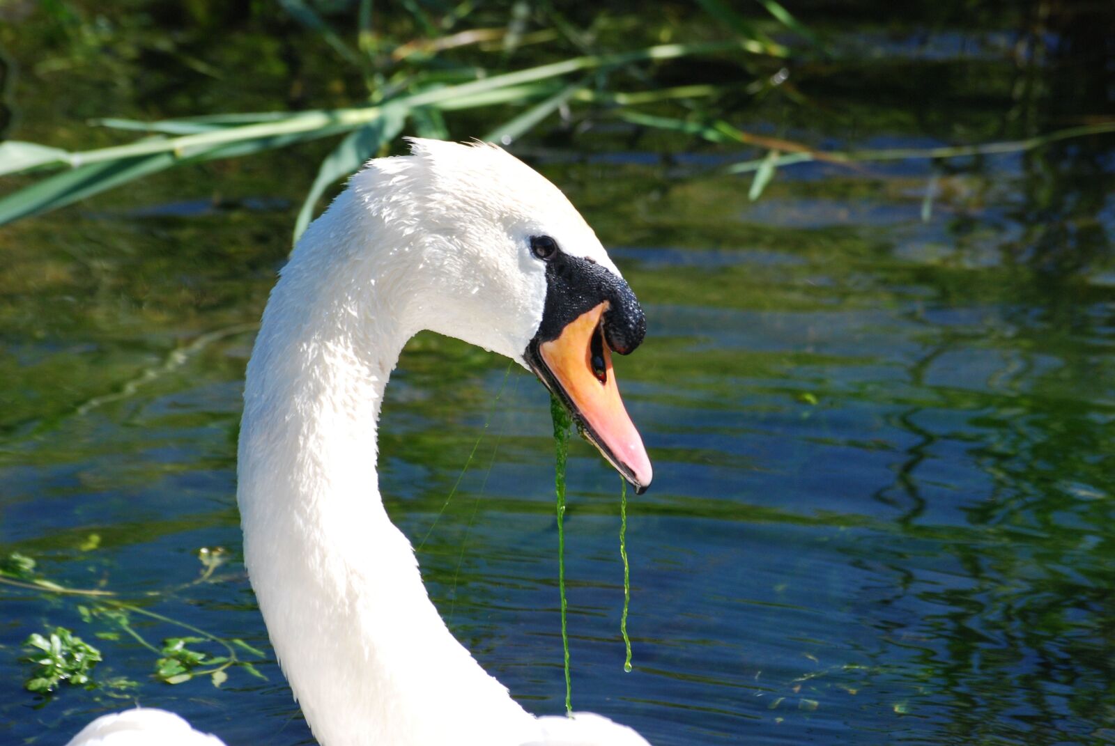 Nikon D80 sample photo. Mute swan, cygnus olor photography