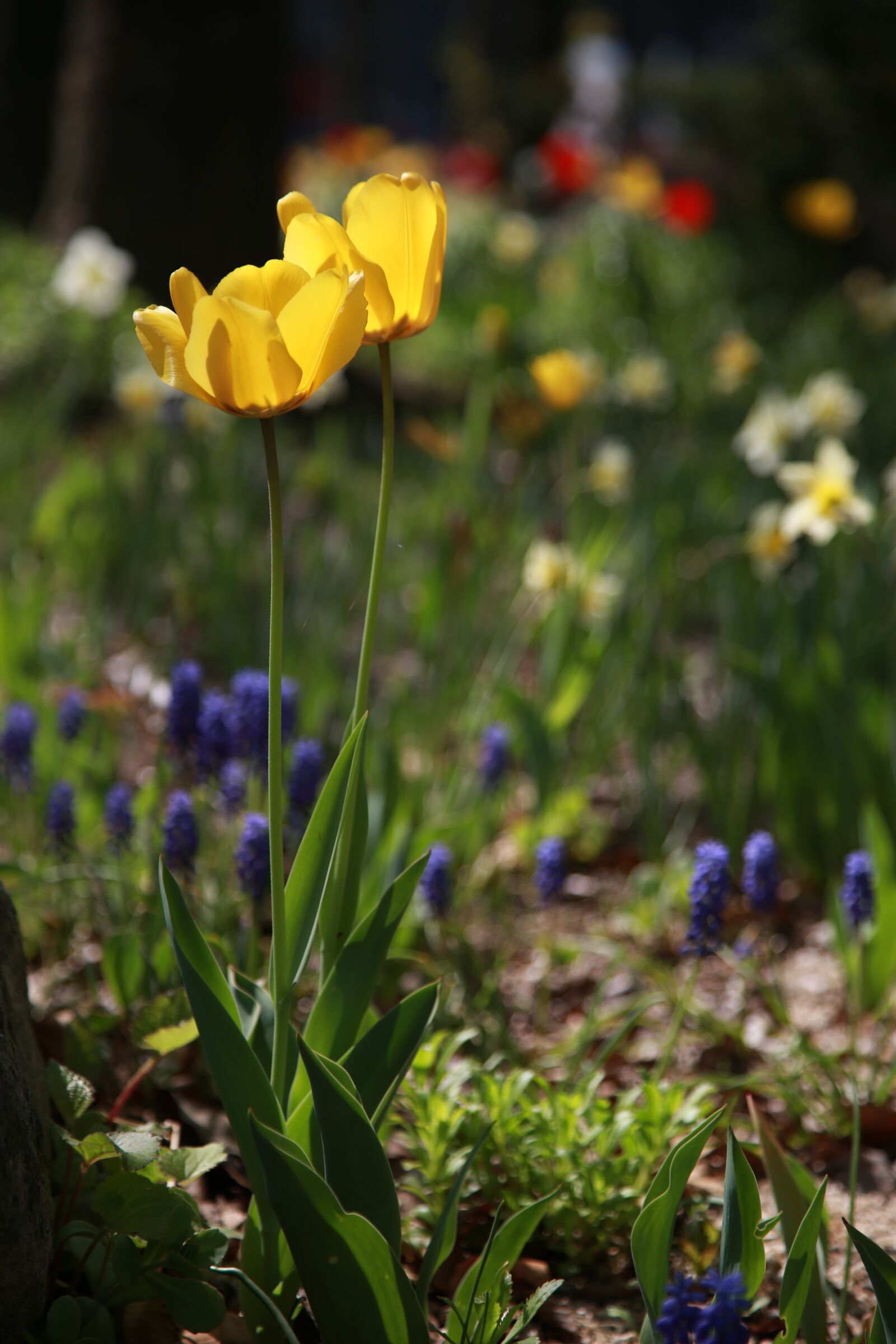 Canon EOS 6D + Canon EF 24-105mm F4L IS USM sample photo. Tulip, garden, nature photography