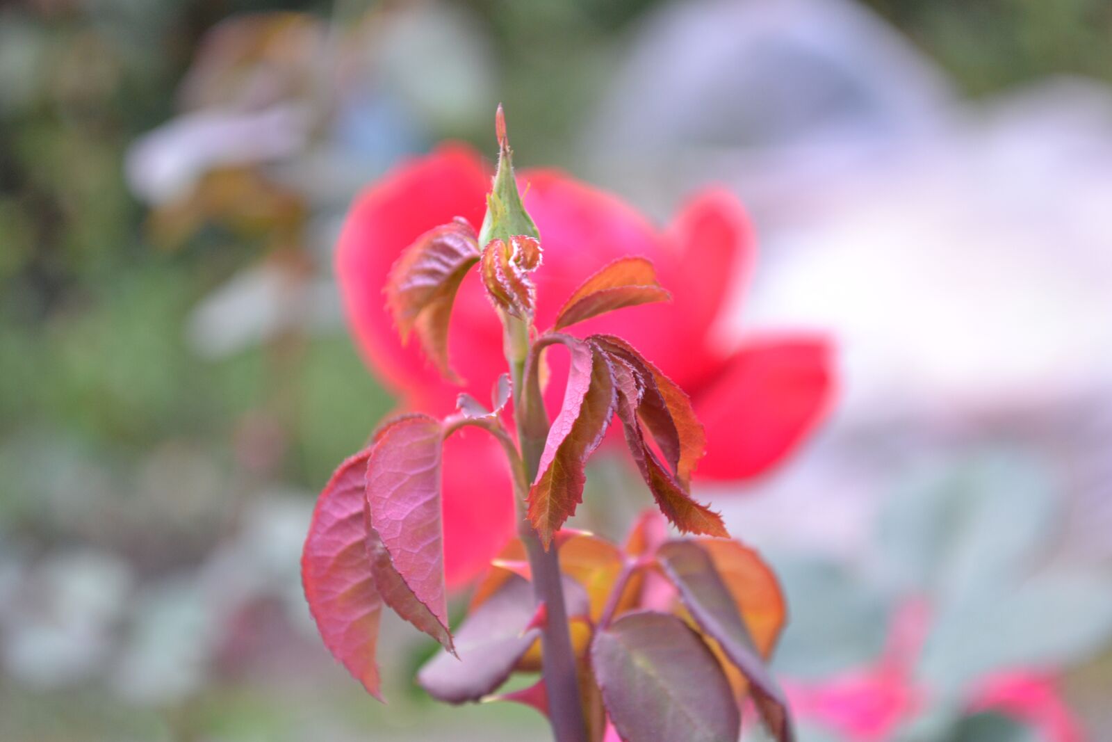 Nikon D3100 sample photo. Rose, garden, flower photography