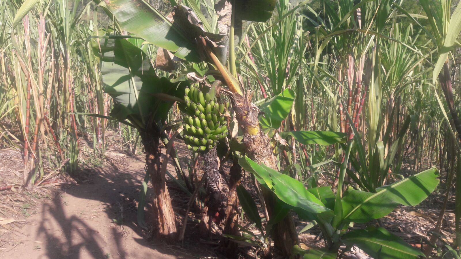 Samsung Galaxy J7 sample photo. Banano, naturaleza, planta photography