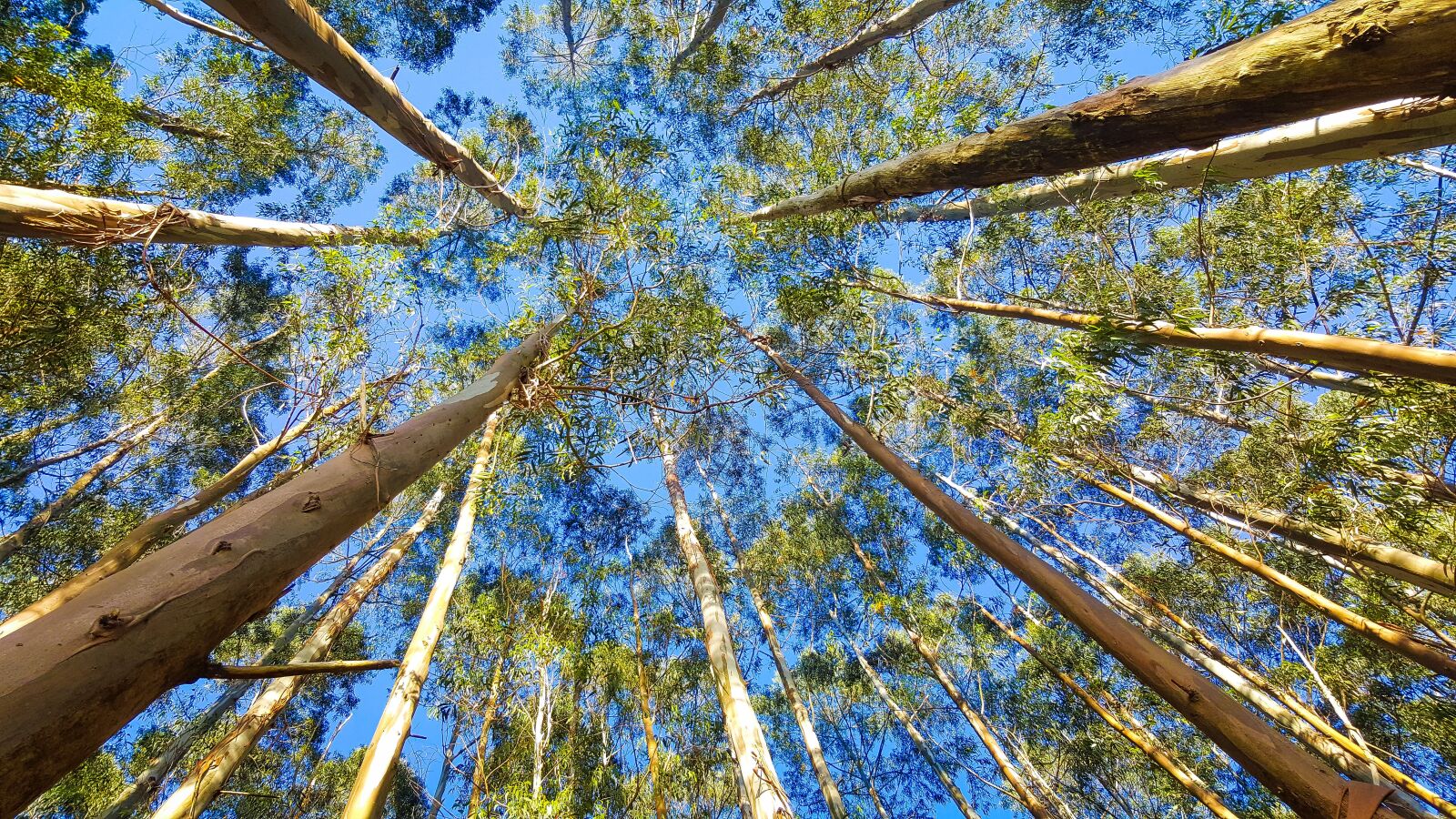 Samsung Galaxy S6 sample photo. Eucalyptus, tree, flora photography