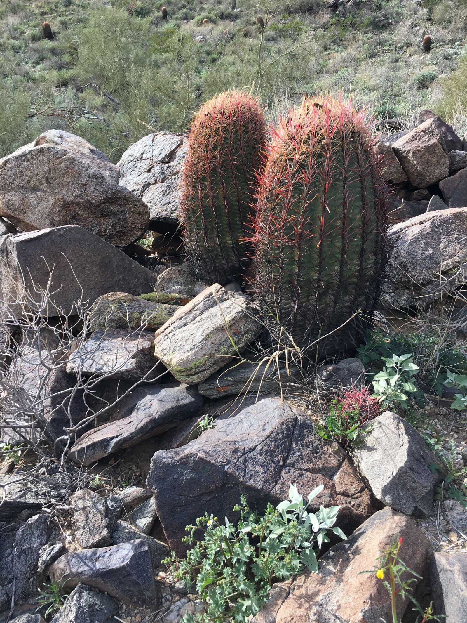 iPhone 6s Plus back camera 4.15mm f/2.2 sample photo. Cactus, cacti, desert photography