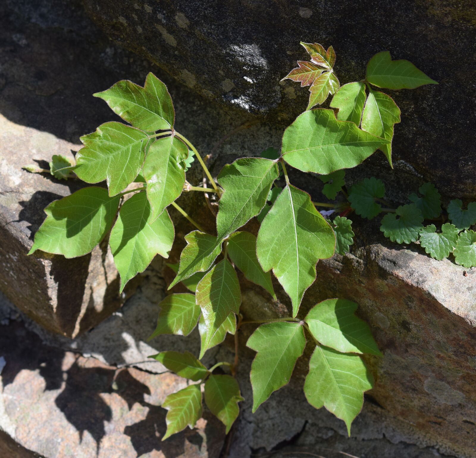 Nikon D3300 sample photo. Poison ivy on stone photography