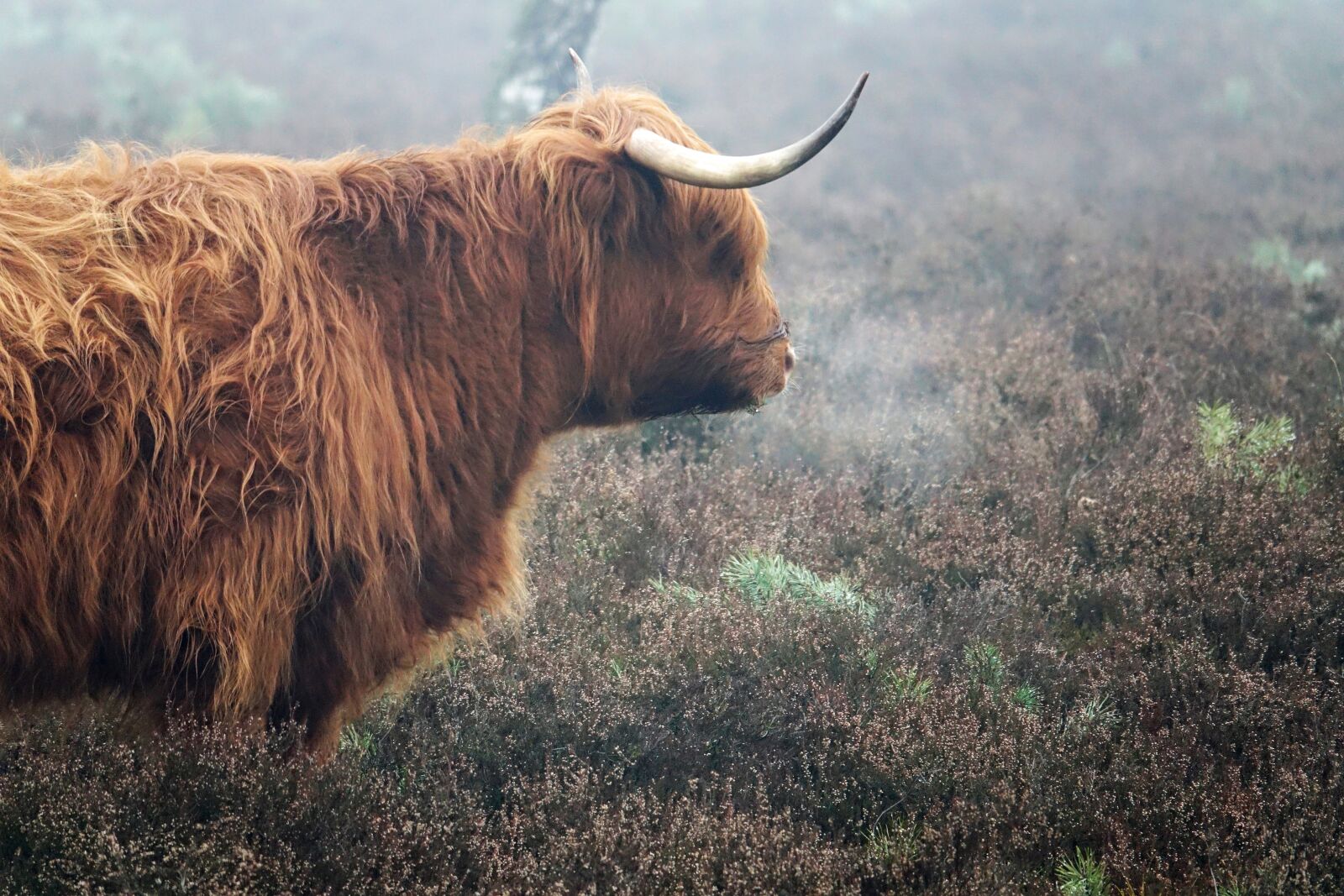 Sony Cyber-shot DSC-RX10 III sample photo. Winter, fog, scottish highlanders photography