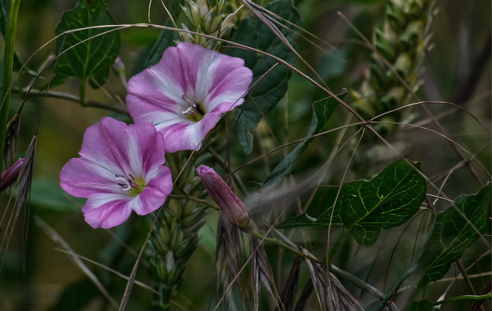 Nikon D3100 sample photo. Bindweed, flower, pink photography