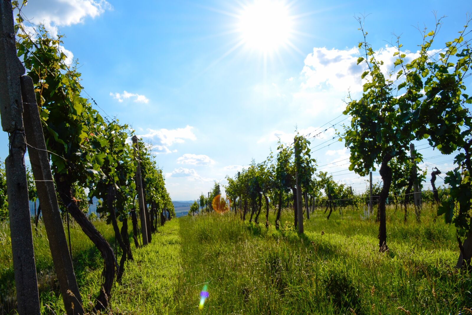 Nikon D3100 sample photo. Vineyard, wine, sky photography