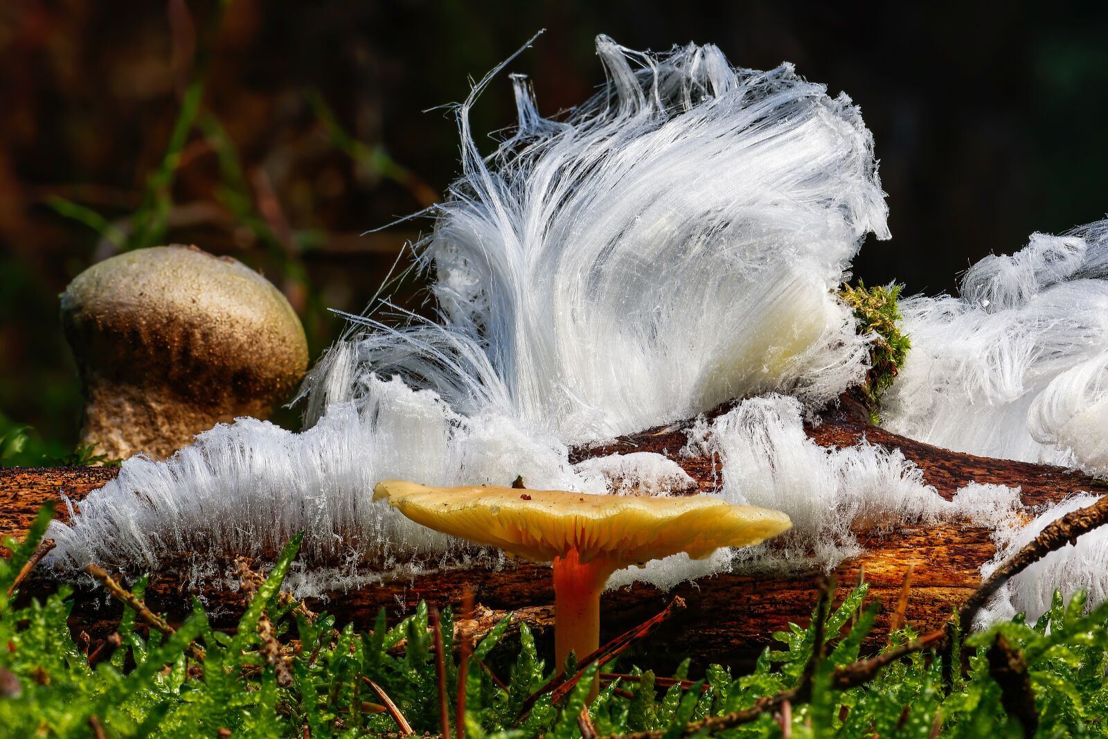 Nikon D7200 sample photo. Haareis, mold, mushrooms photography